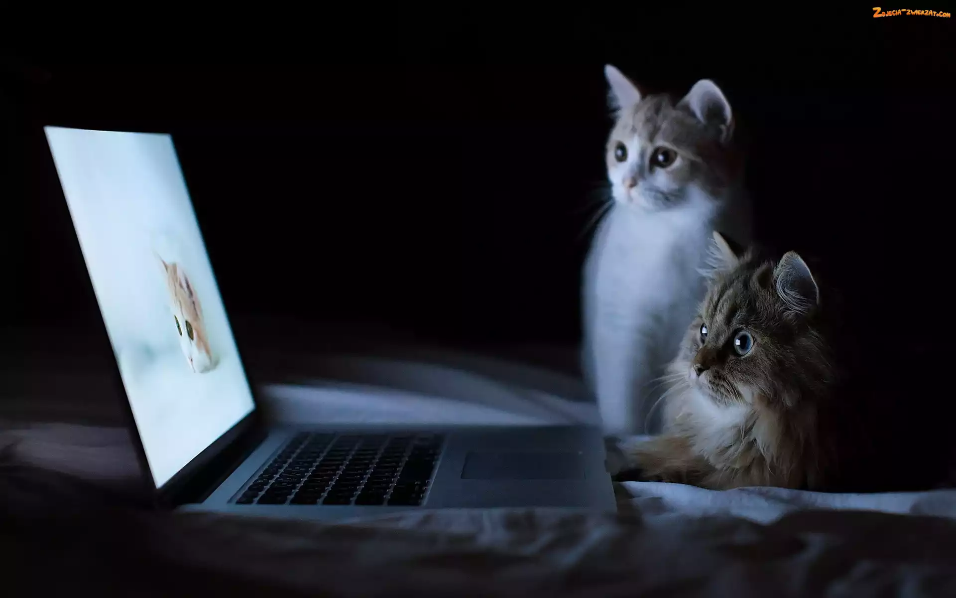 Słodkie, Laptop, Dwa, Kotki