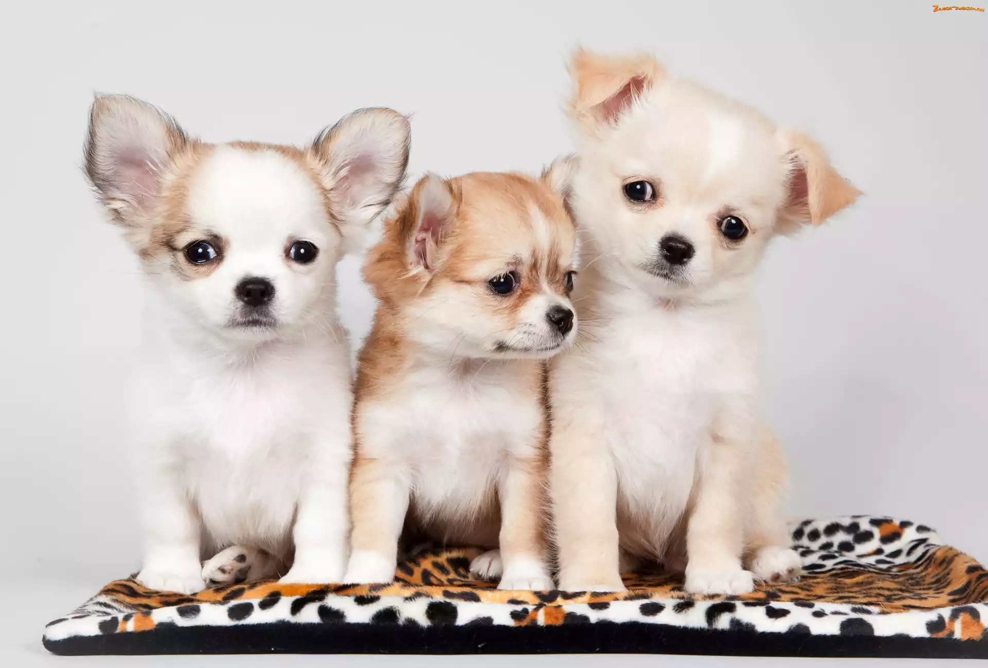 Słodkie, Chihuahua, Trzy, Szczeniaczki