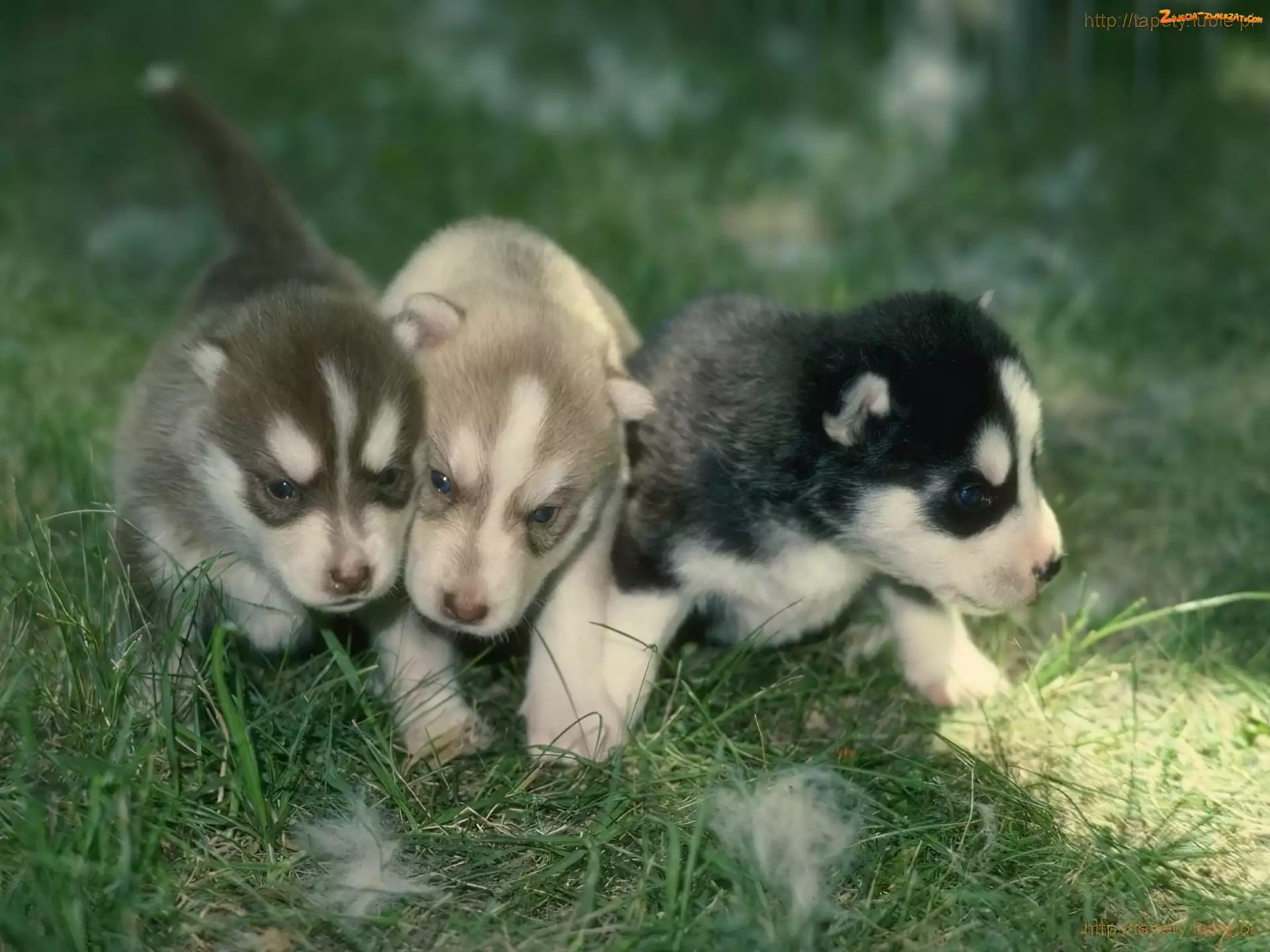 słodkie, Siberian Husky, trzy, szczeniaki