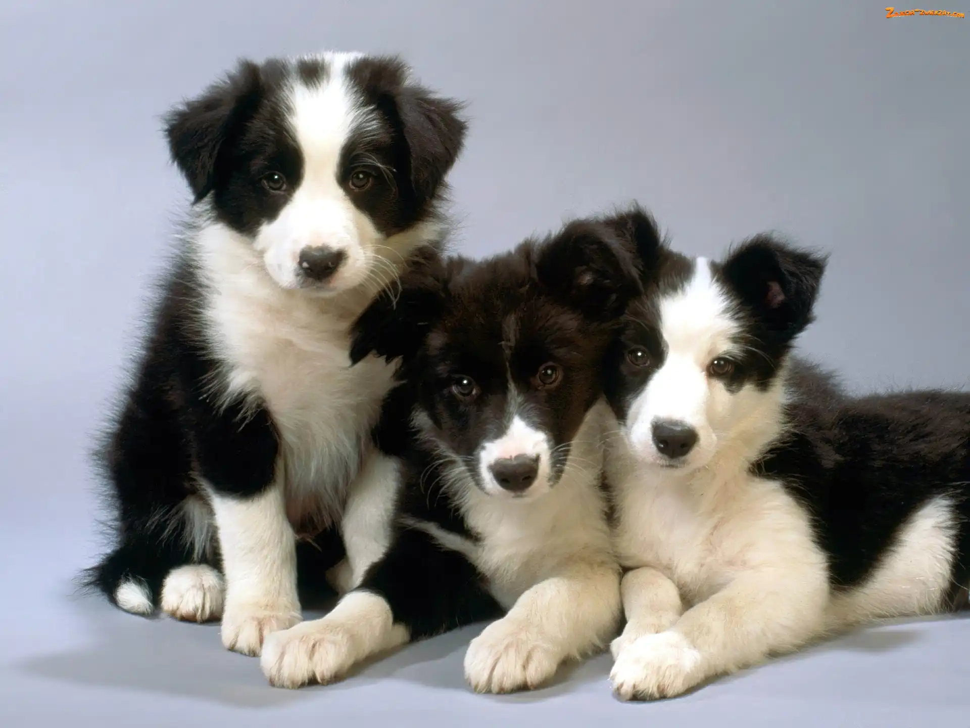 Collie, Border, Słodkie, Trzy, Pieski