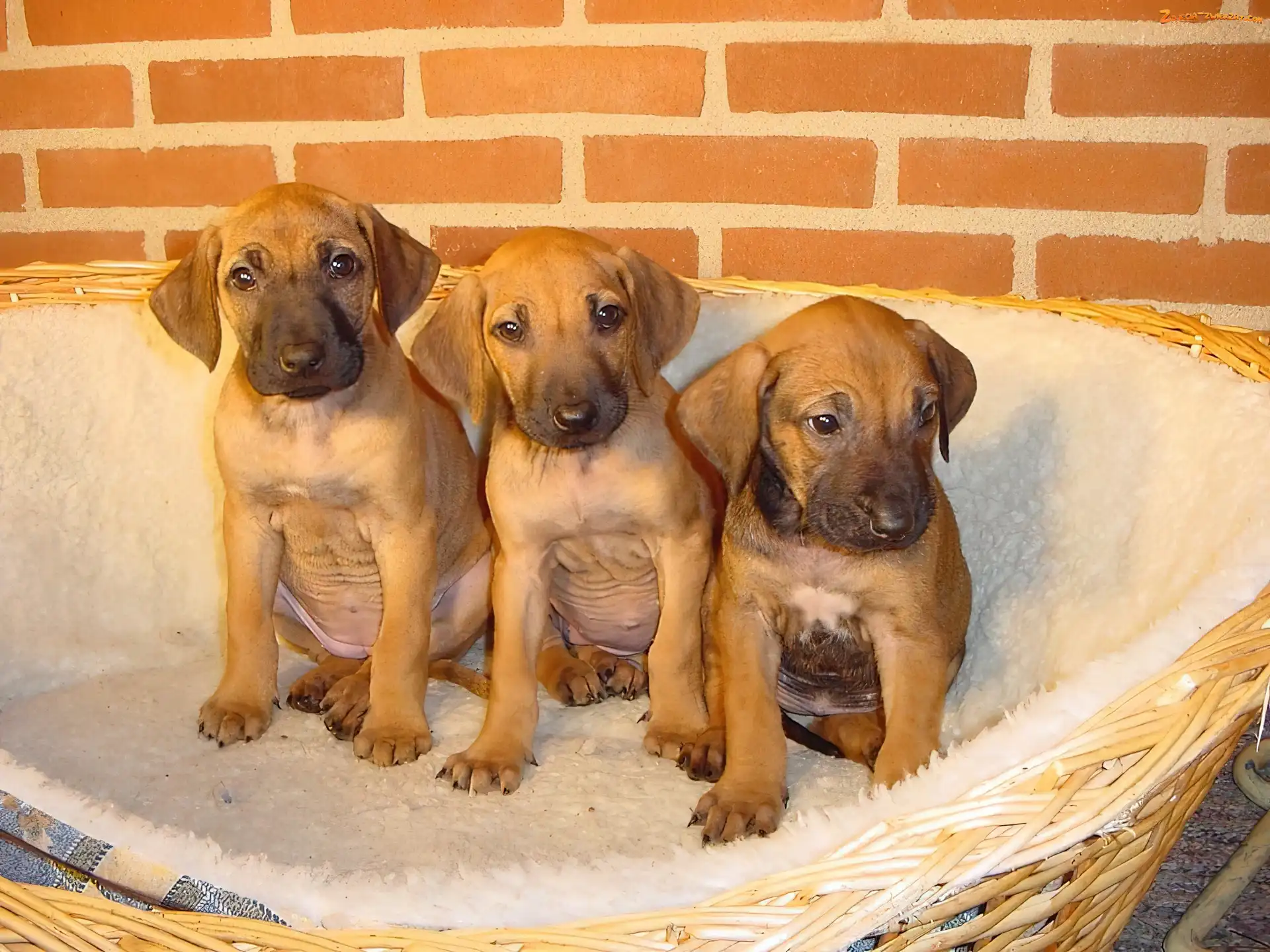słodkie, Rhodesian ridgeback, trzy, szczeniaki