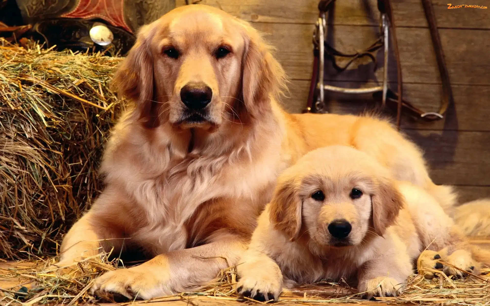 Psy, Słoma, Dwa, Golden retriever