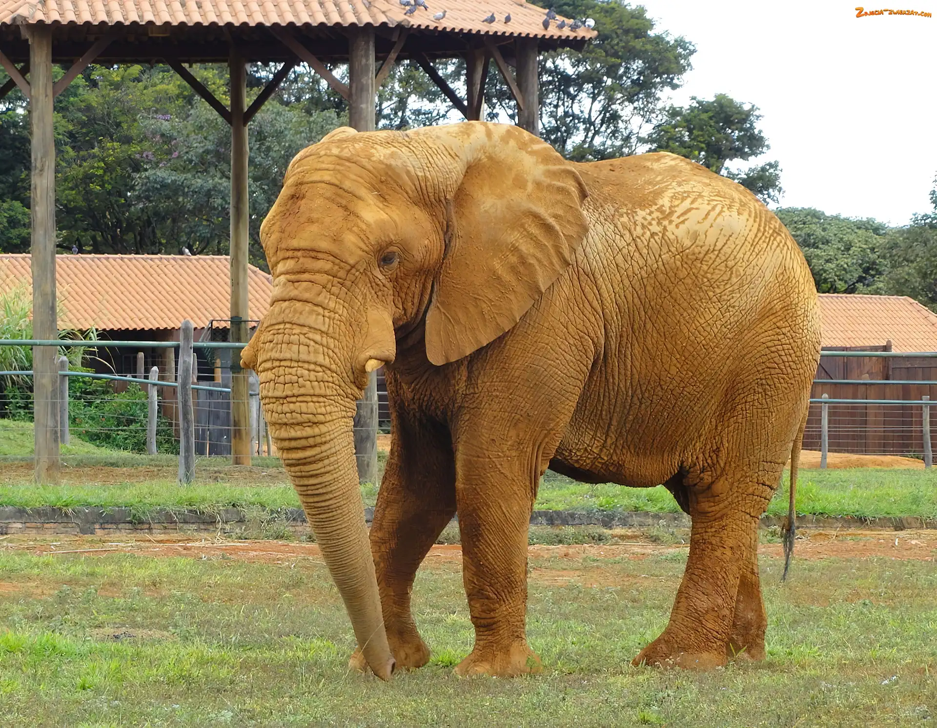 Słoń, ZOO