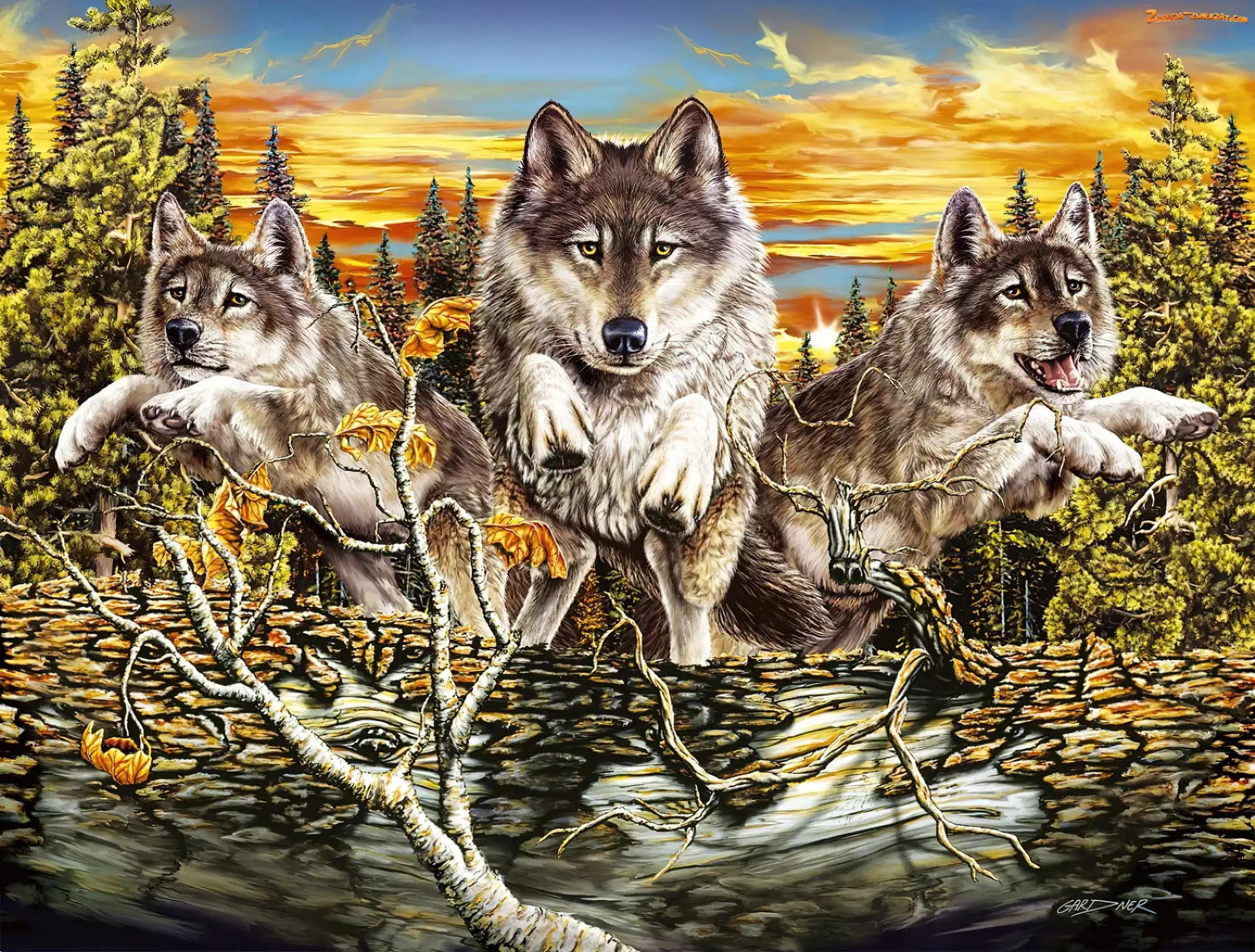 Słońca, Zachód, Wilki, Trzy, Drzewa