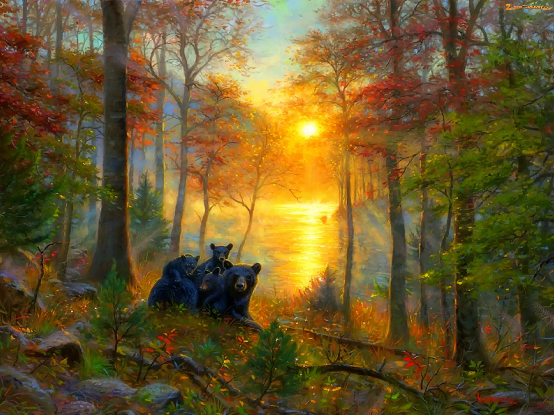 Słońca, Misie, Zachód, Las