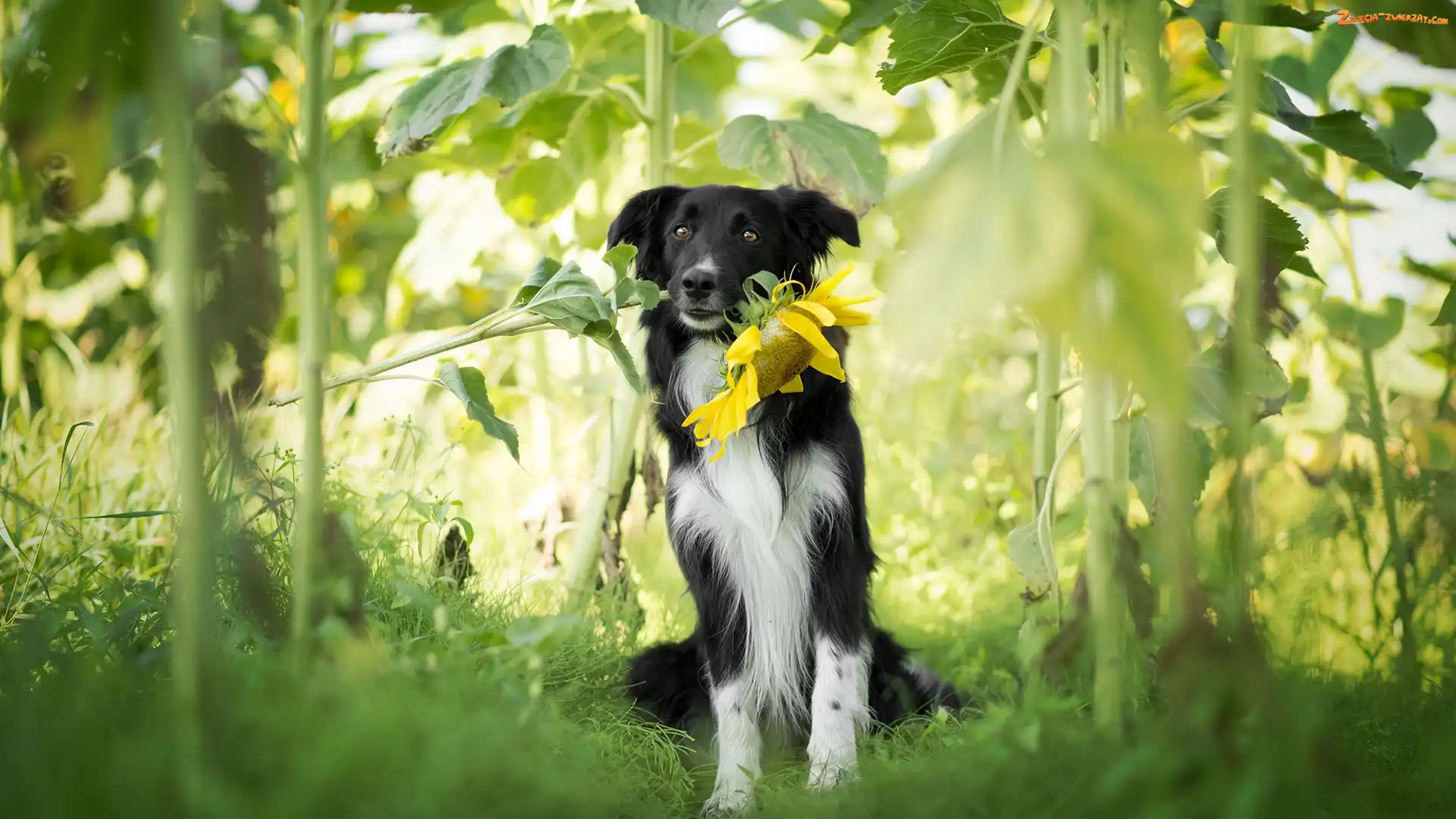 Słonecznik, Pies, Border collie