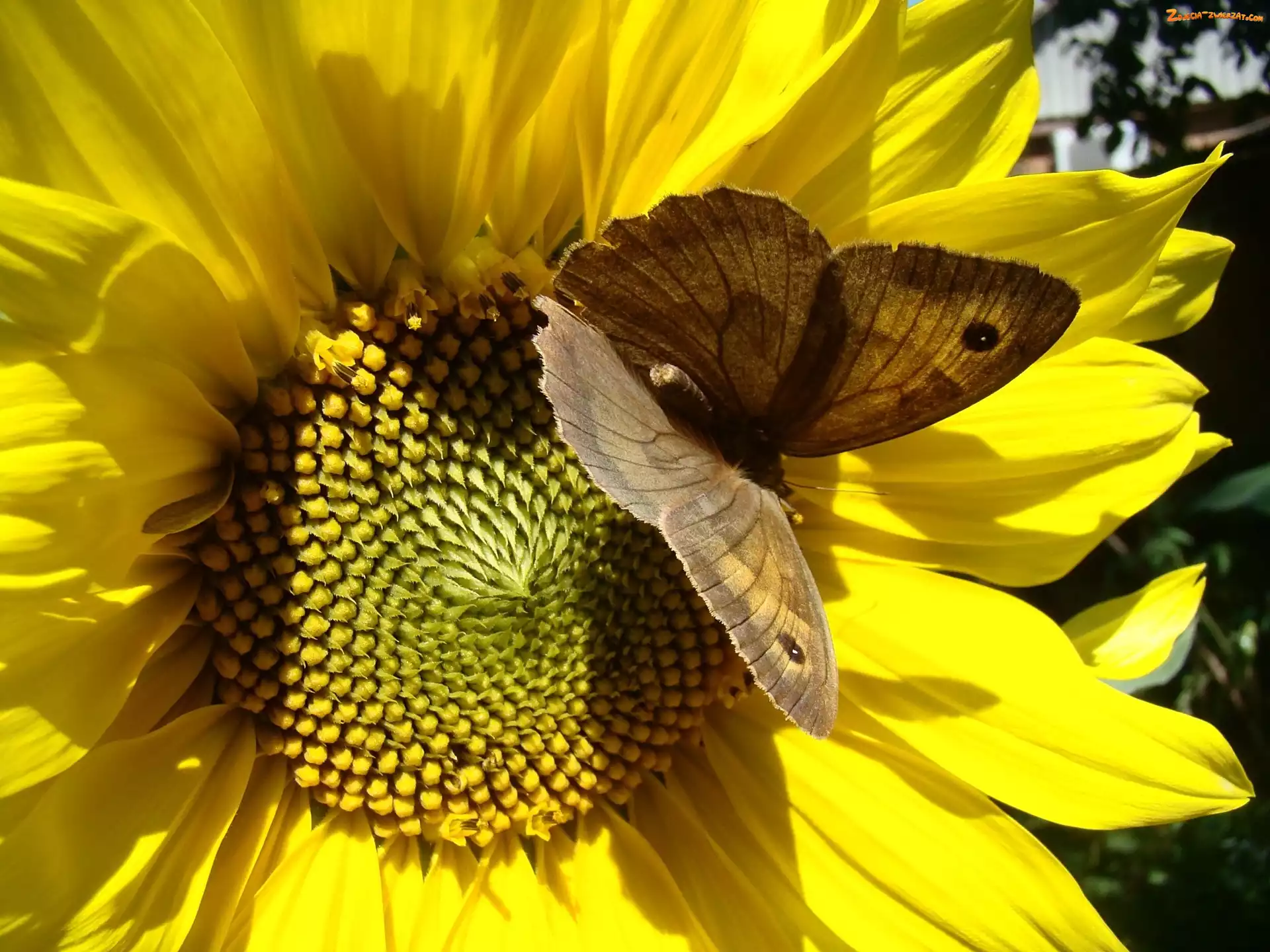 Motyl, Słonecznik, Brązowy