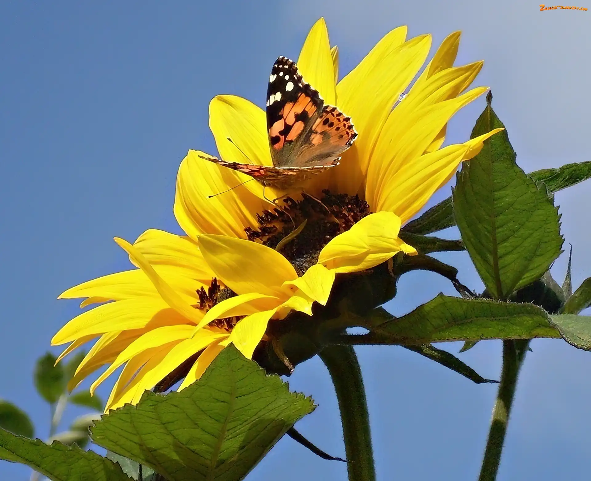 Motyl, Słonecznik, Kolorowy