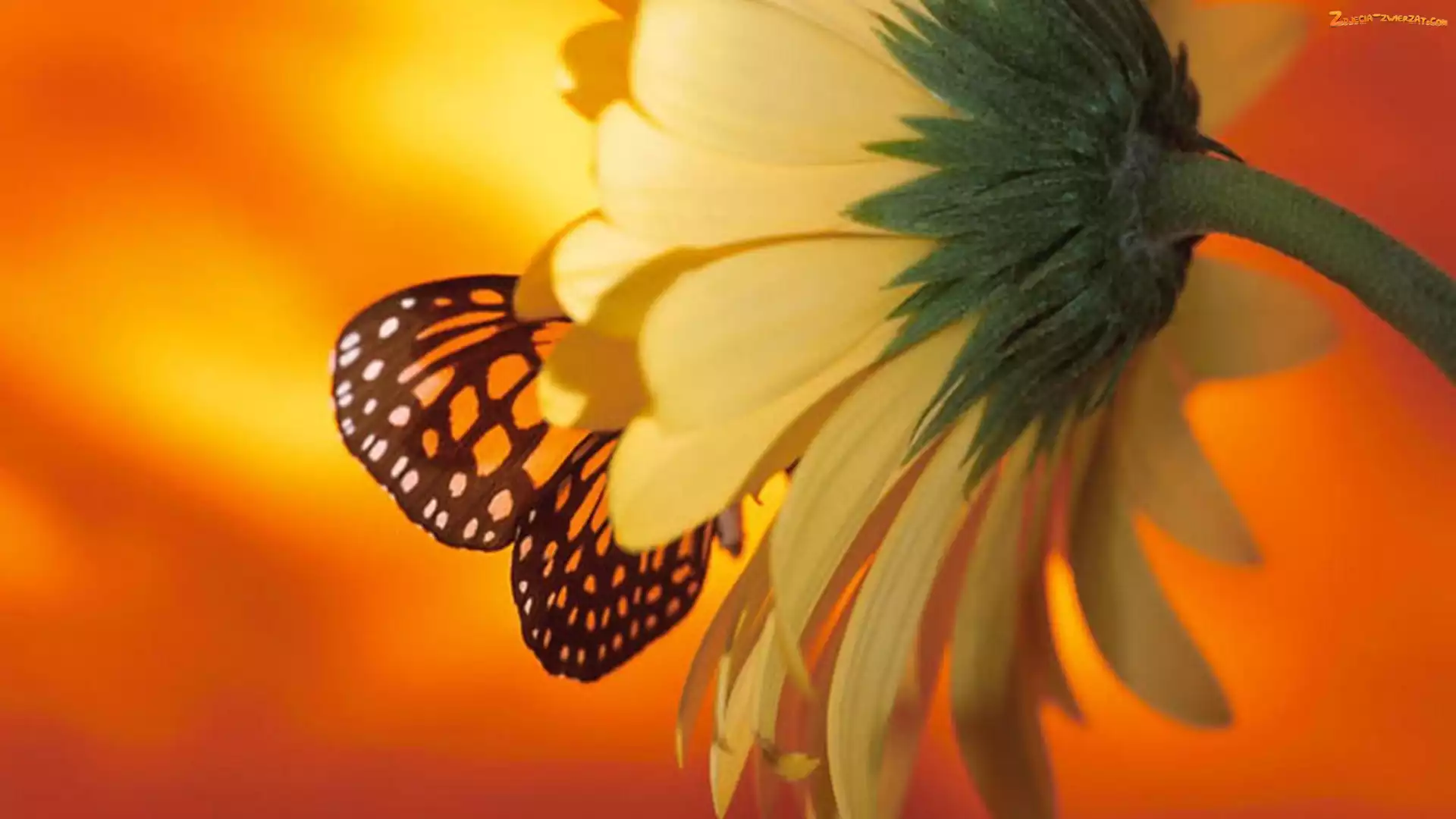 Słonecznik, Motyl