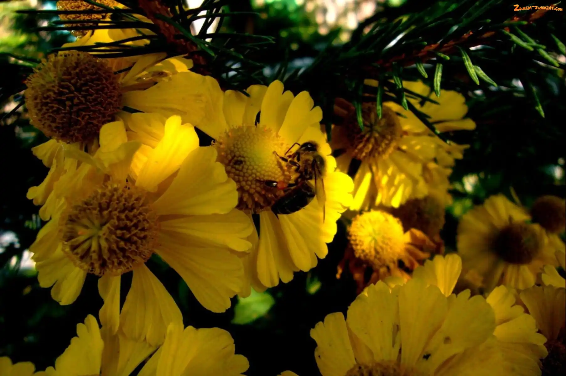 Pszczoła, Rudbekia
