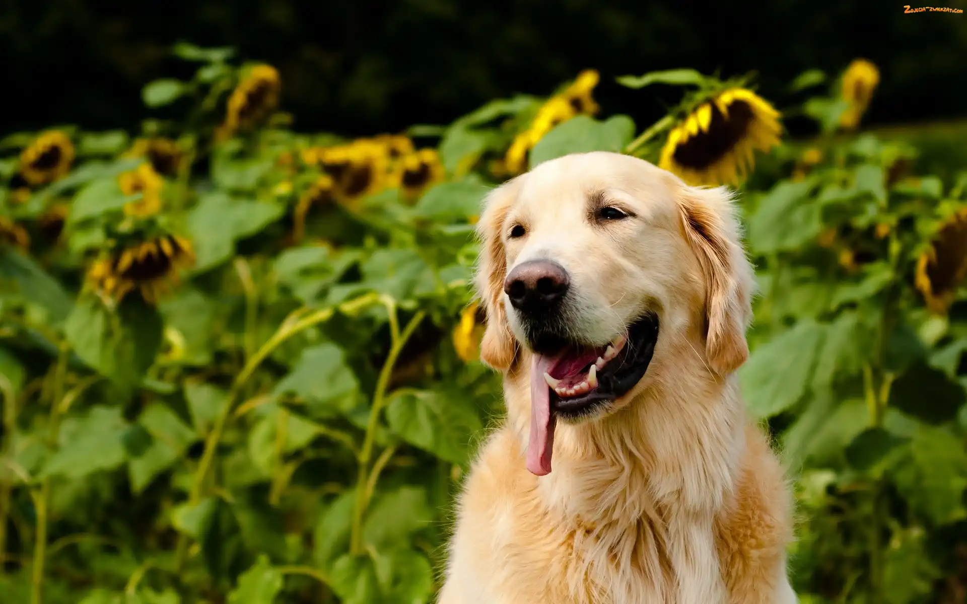 Słoneczniki, Golden Retriever, Jęzor
