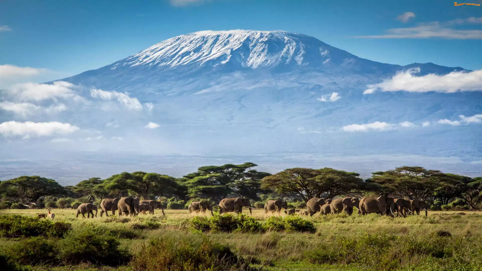 Słonie, Góry, Tanzania, Kilimandżaro, Afryka