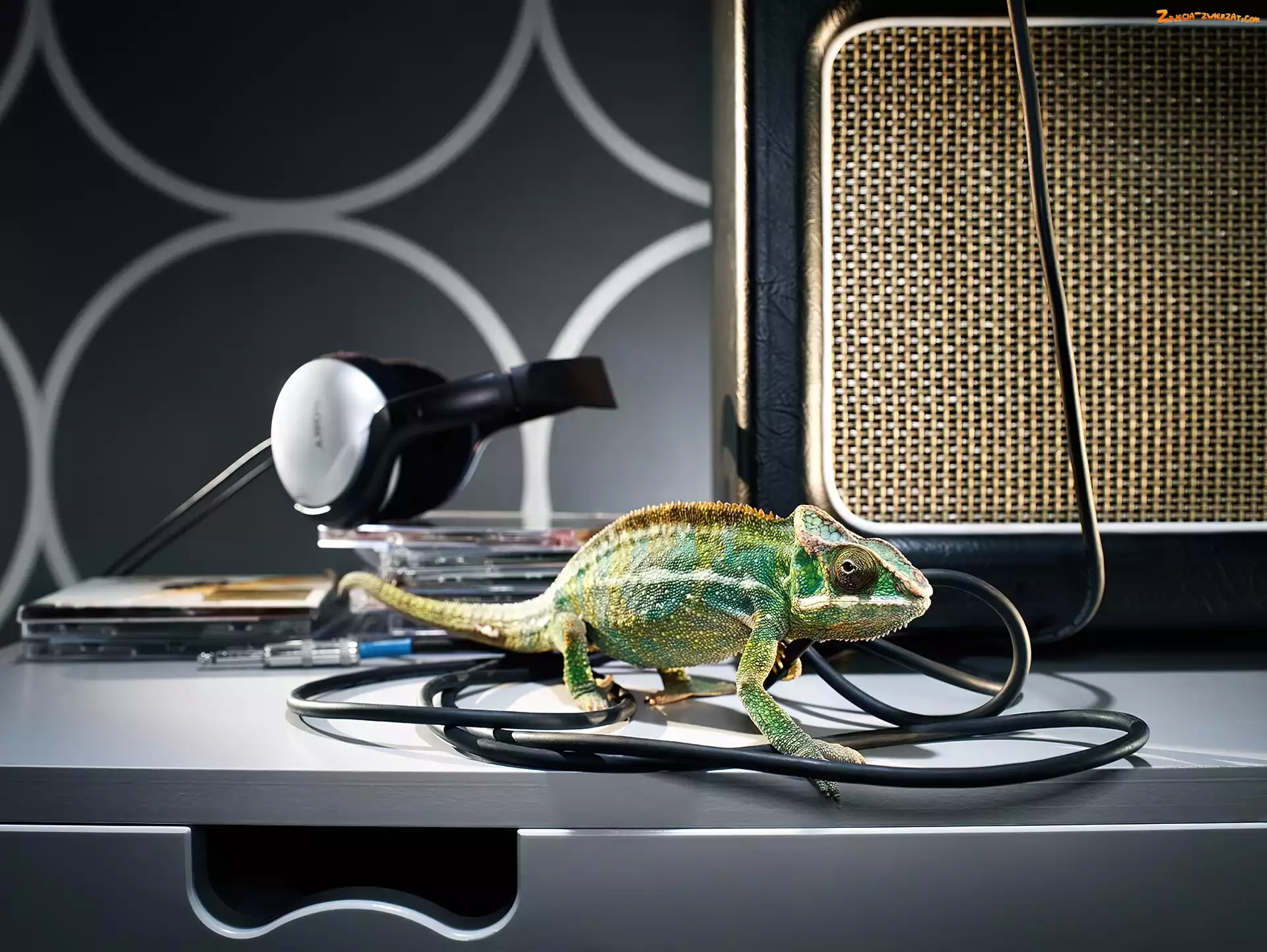 Słuchawki, Kabel, Kameleon, Płyty