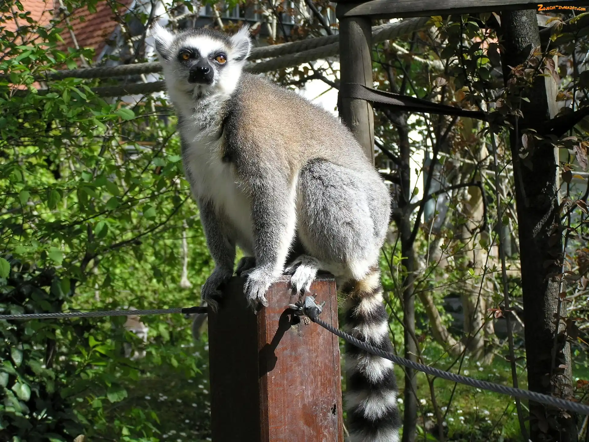 Słupek, Drzewa, Lemur, Liny
