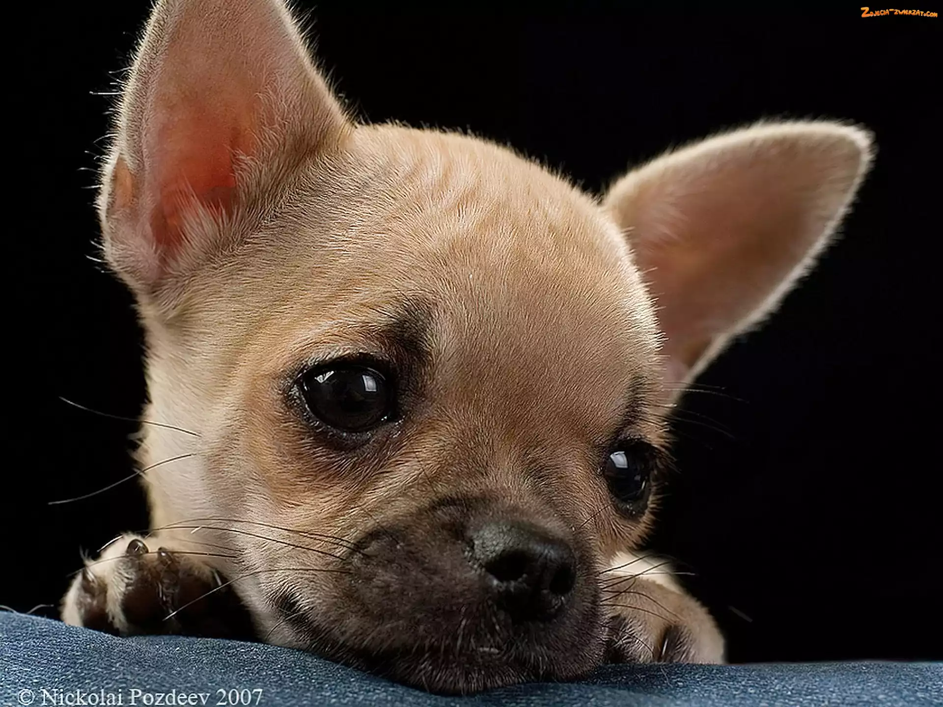 Smutna, Mordka, Chihuahua, Szczeniaczka