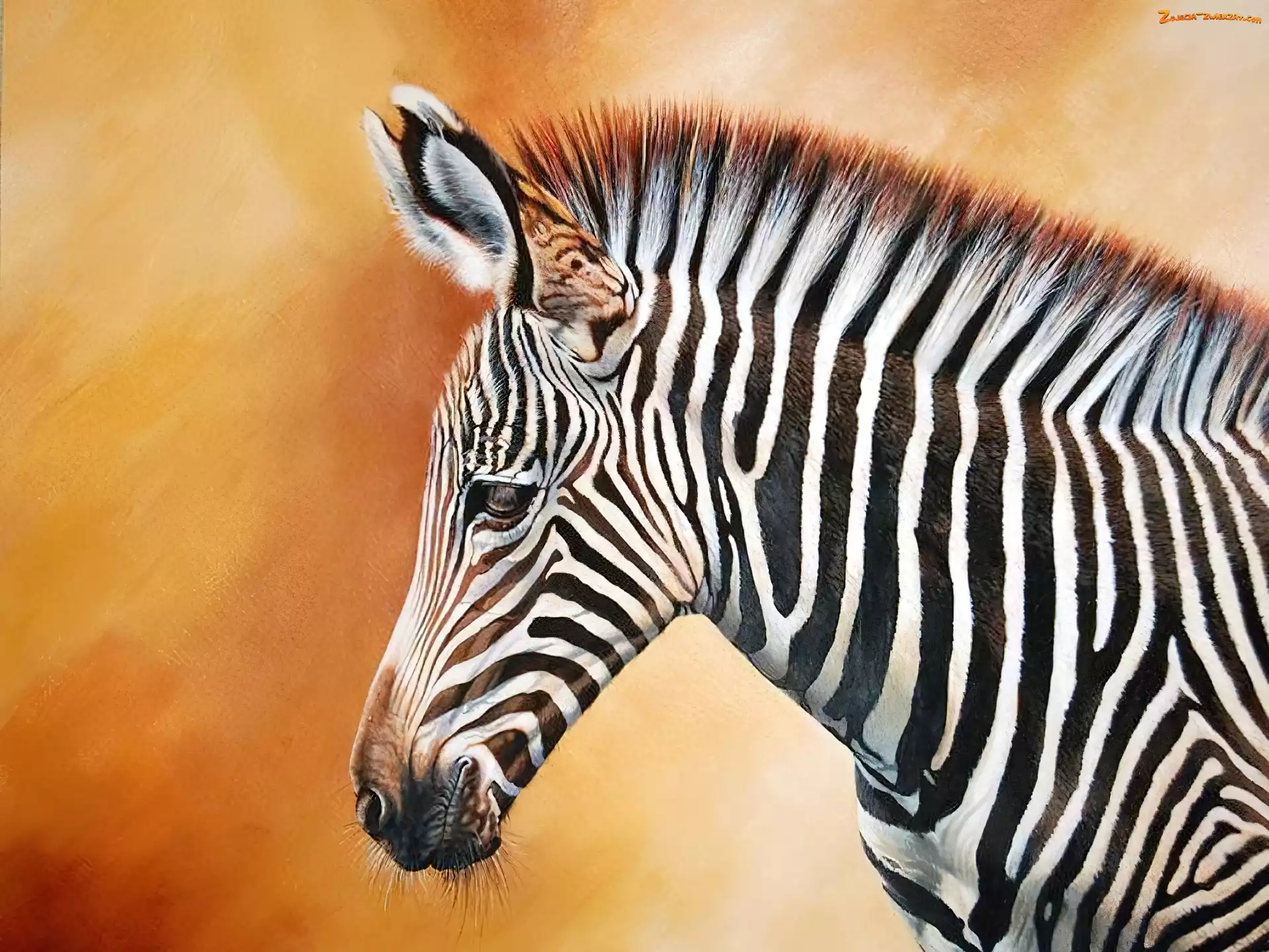 Zebra, Smutna