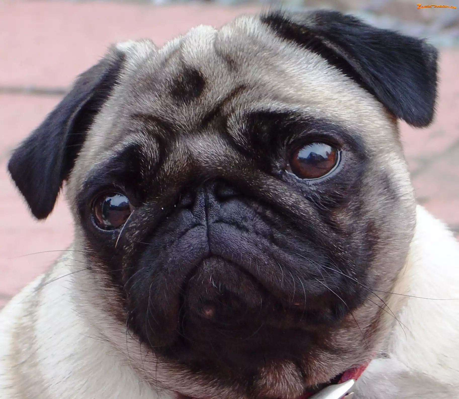 Mops, smutne, oczy