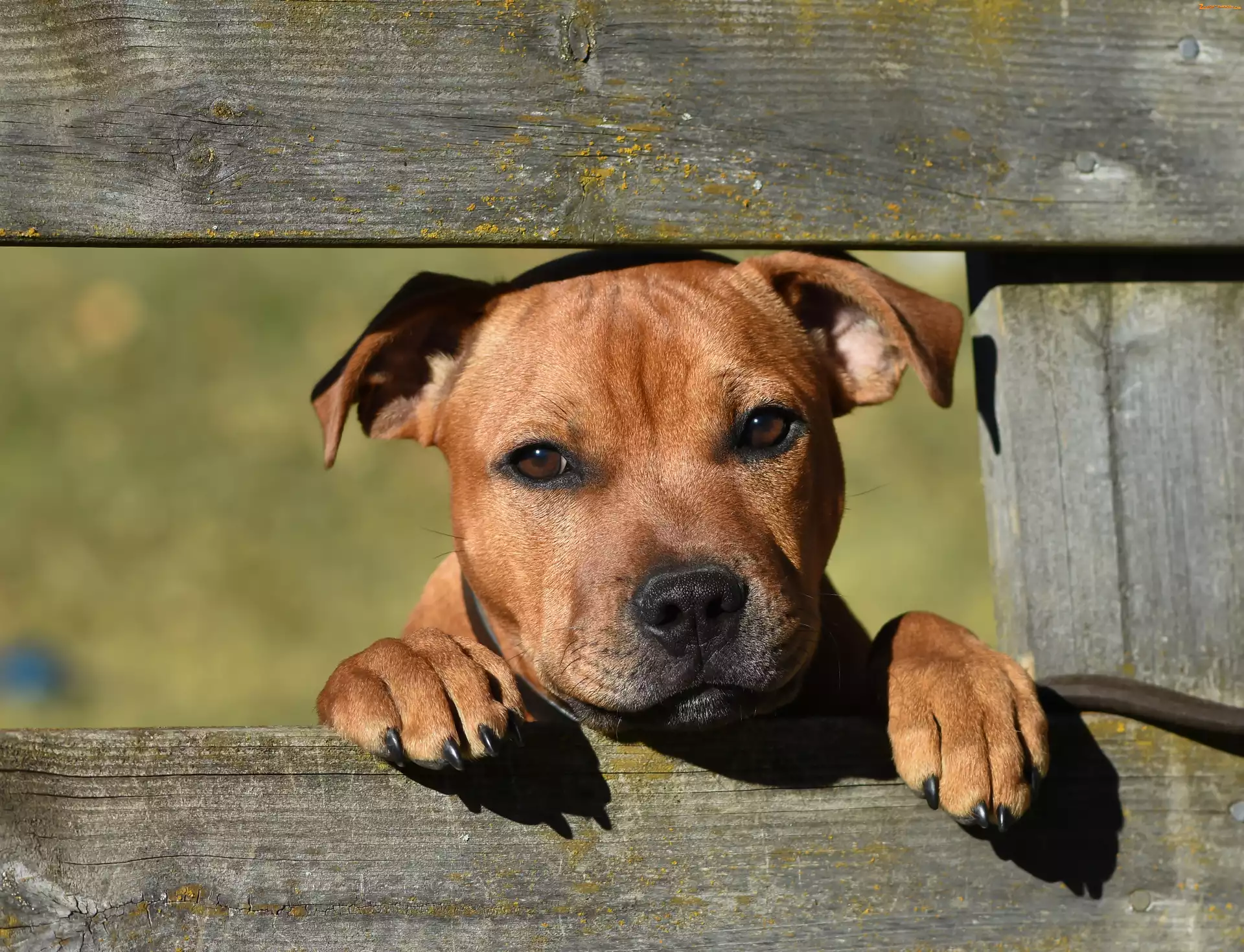 Smutne, Ogrodzenie, Staffordshire Bull Terrier, Oczy