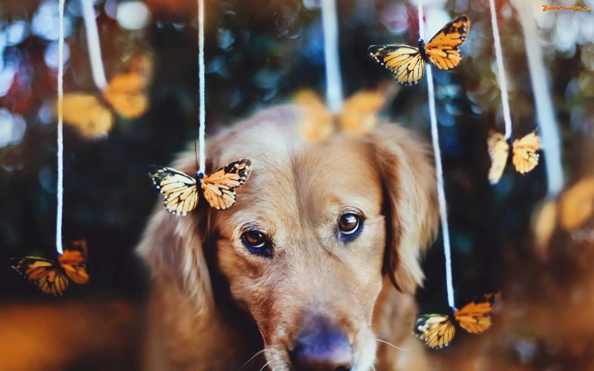 Pies, Golden Retriever, Smutny, Motyle