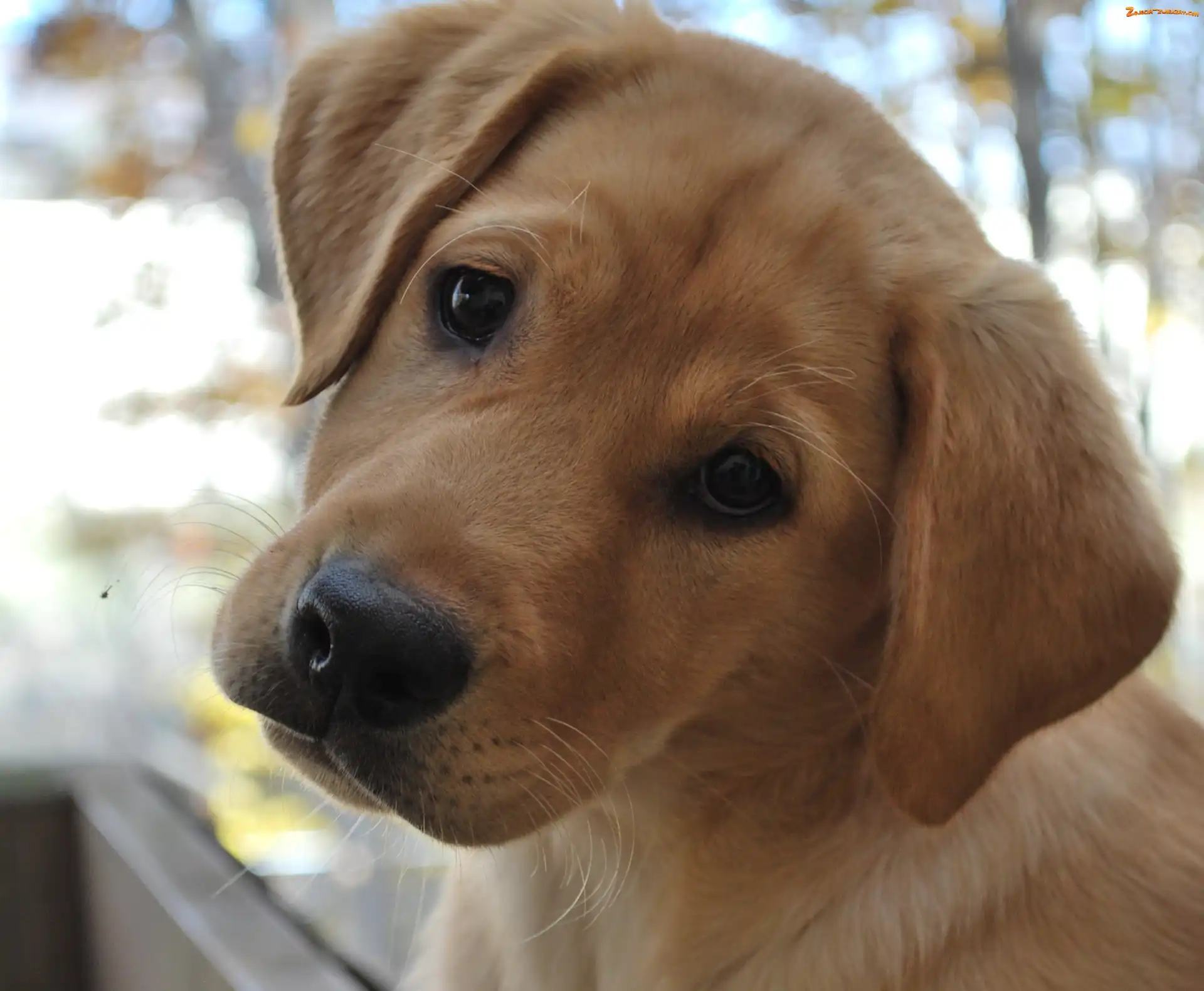 Labrador Retriever, Smutny, Piesek