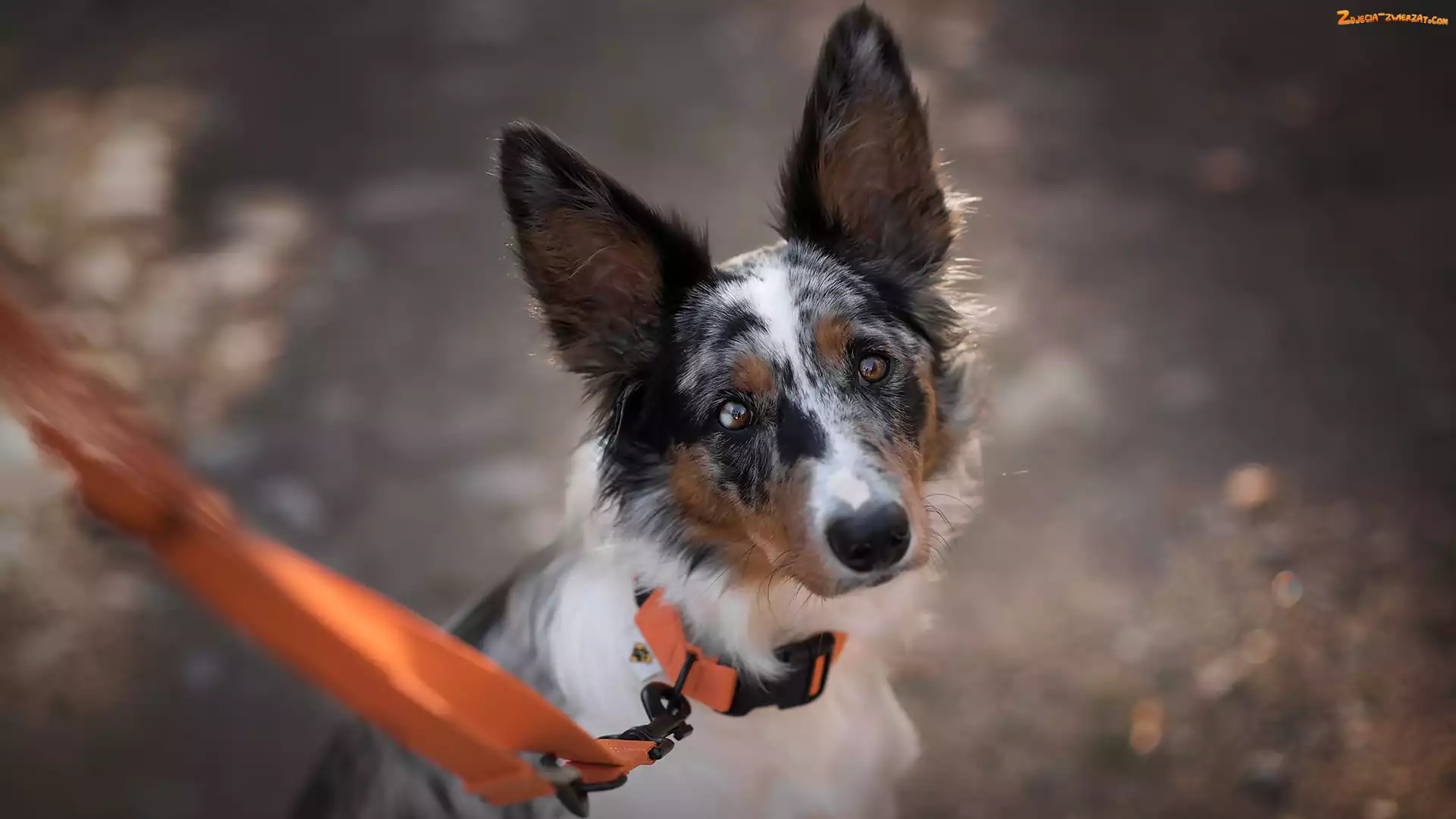 Smycz, Pomarańczowa, Border collie, Pies, Mordka