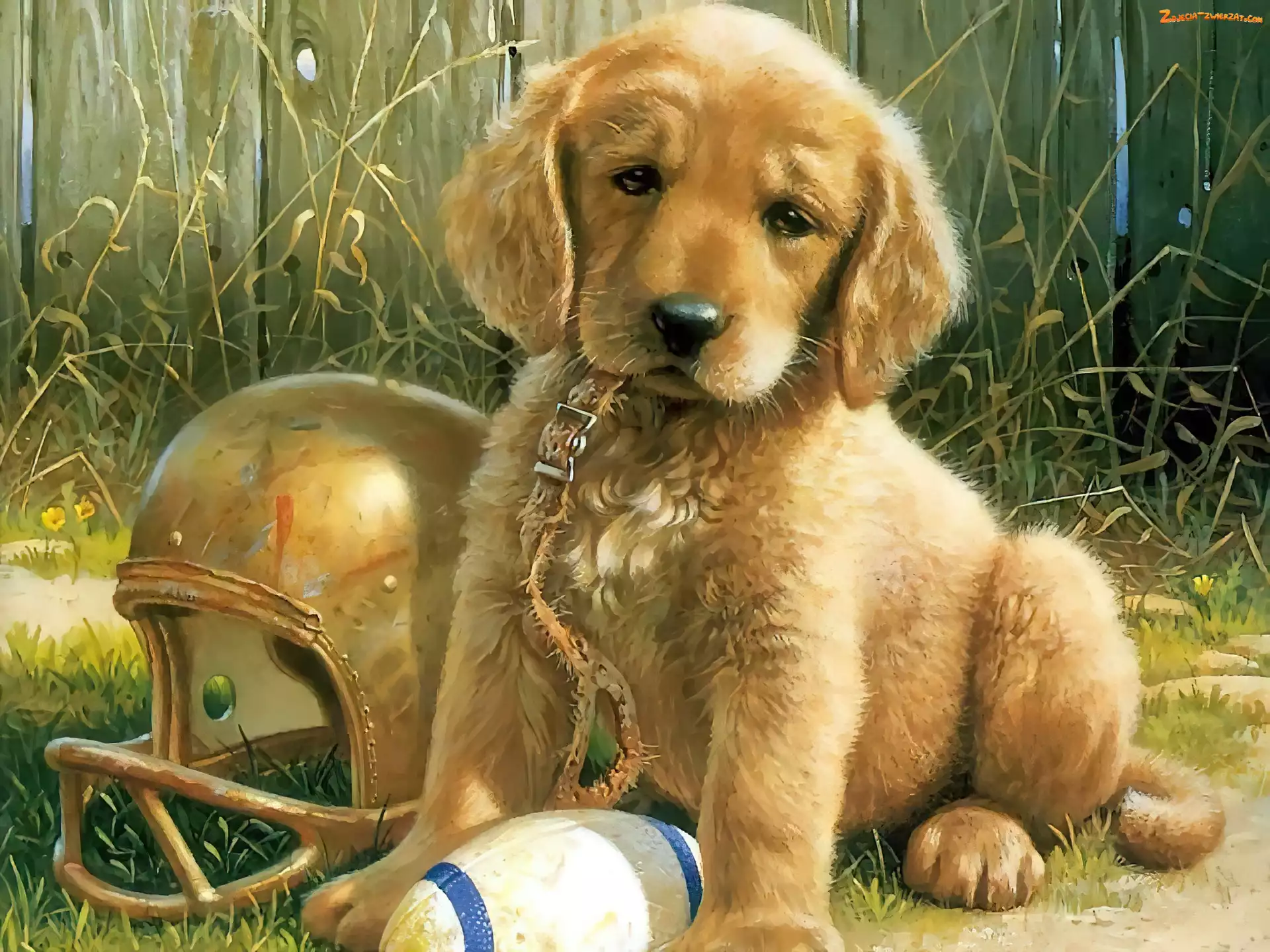 Piłka, Smycz, Szczeniak, Pies, Golden retriever