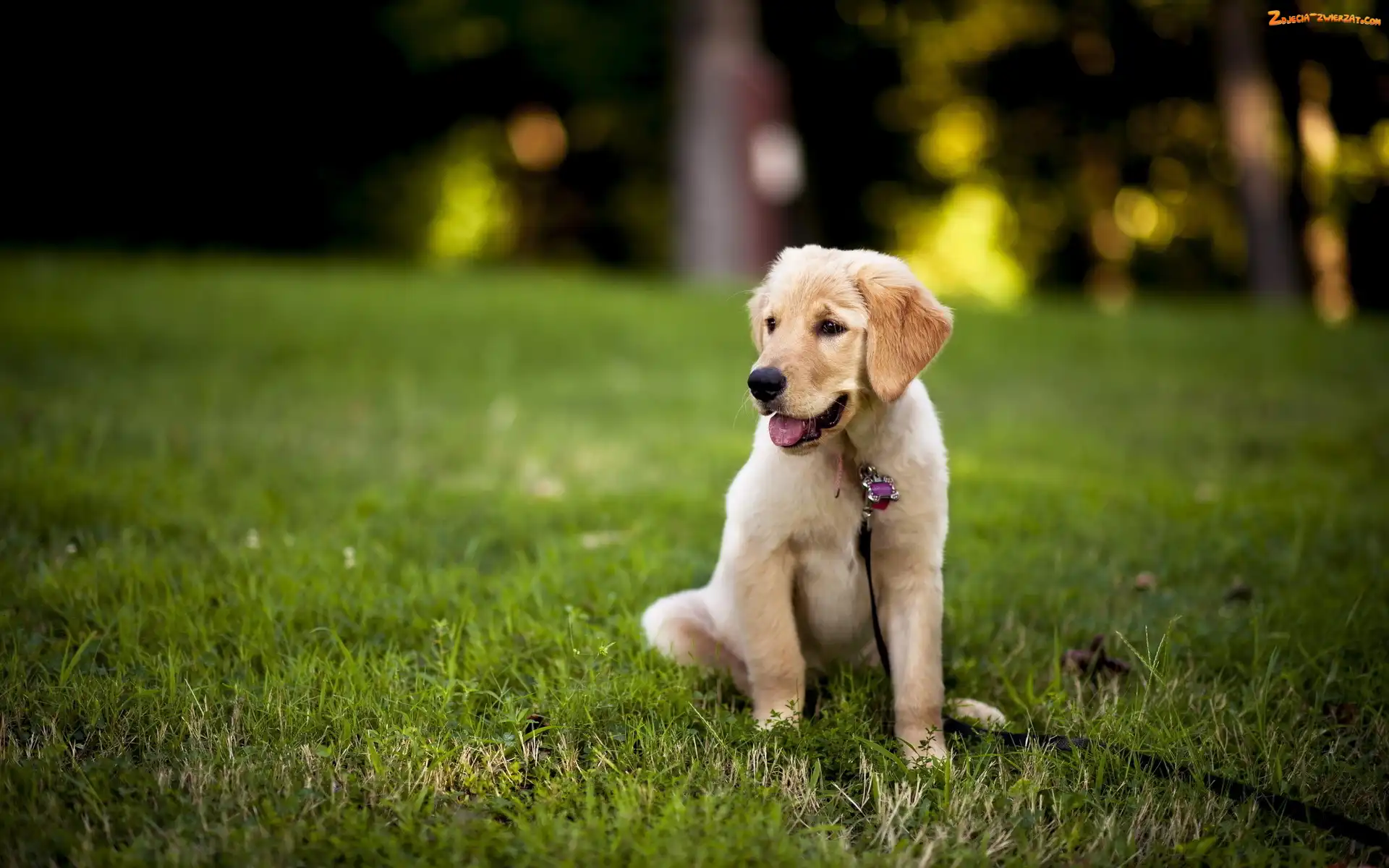 Smycz, Golden Retriever, Szczeniak