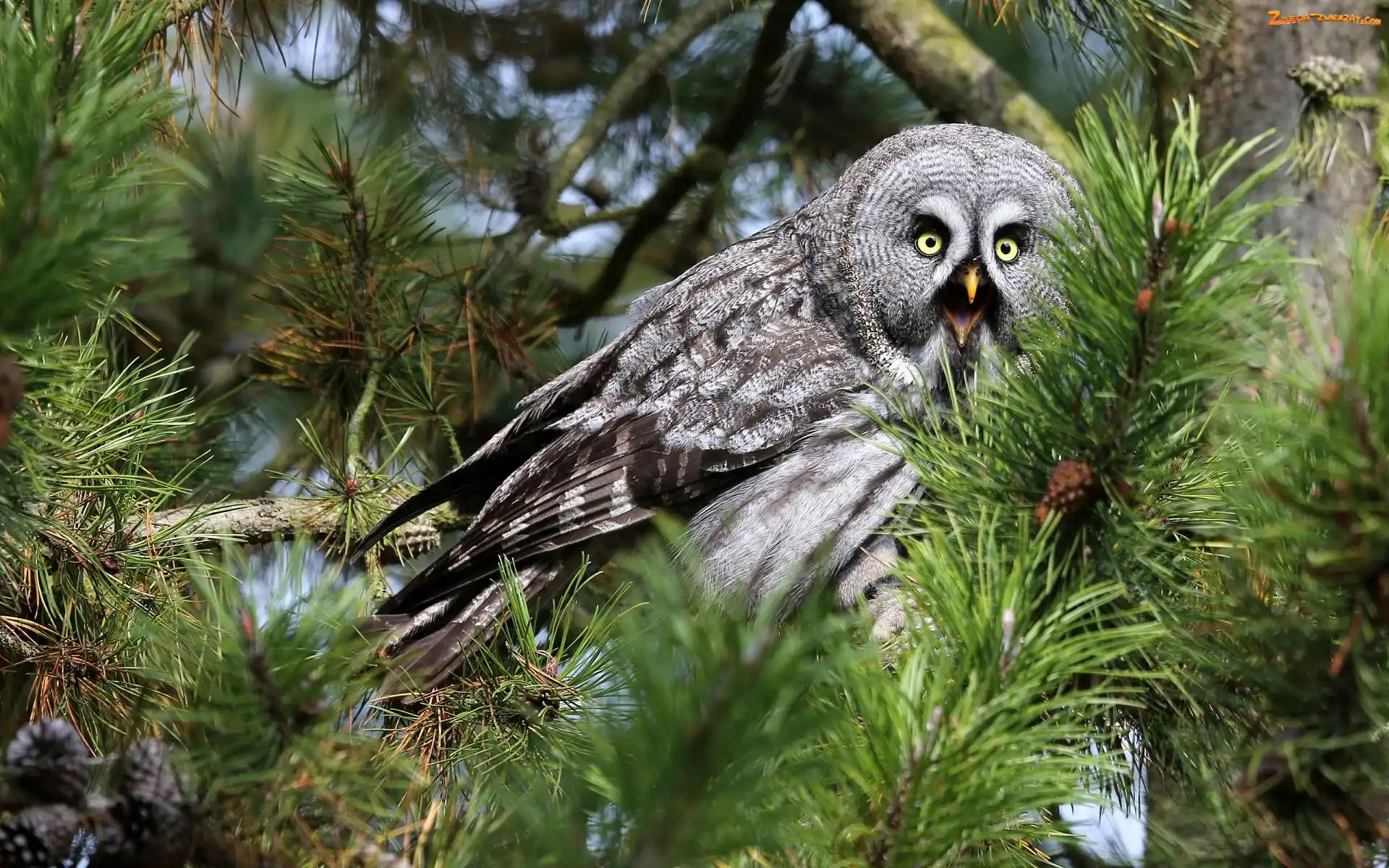 Gałązki, Sowa, Puszczyk mszarny