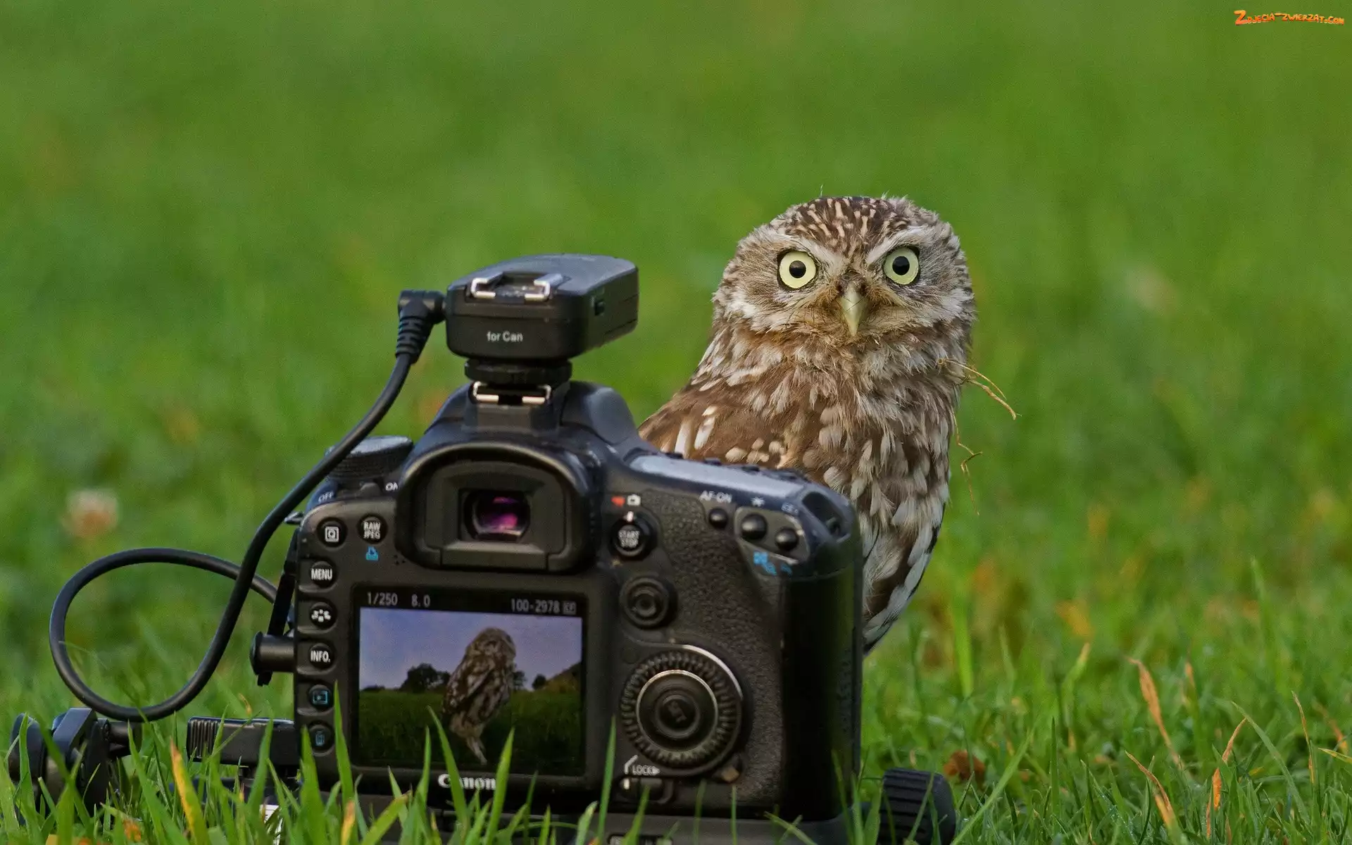 Łąka, Fotograficzny, Sowa, Aparat