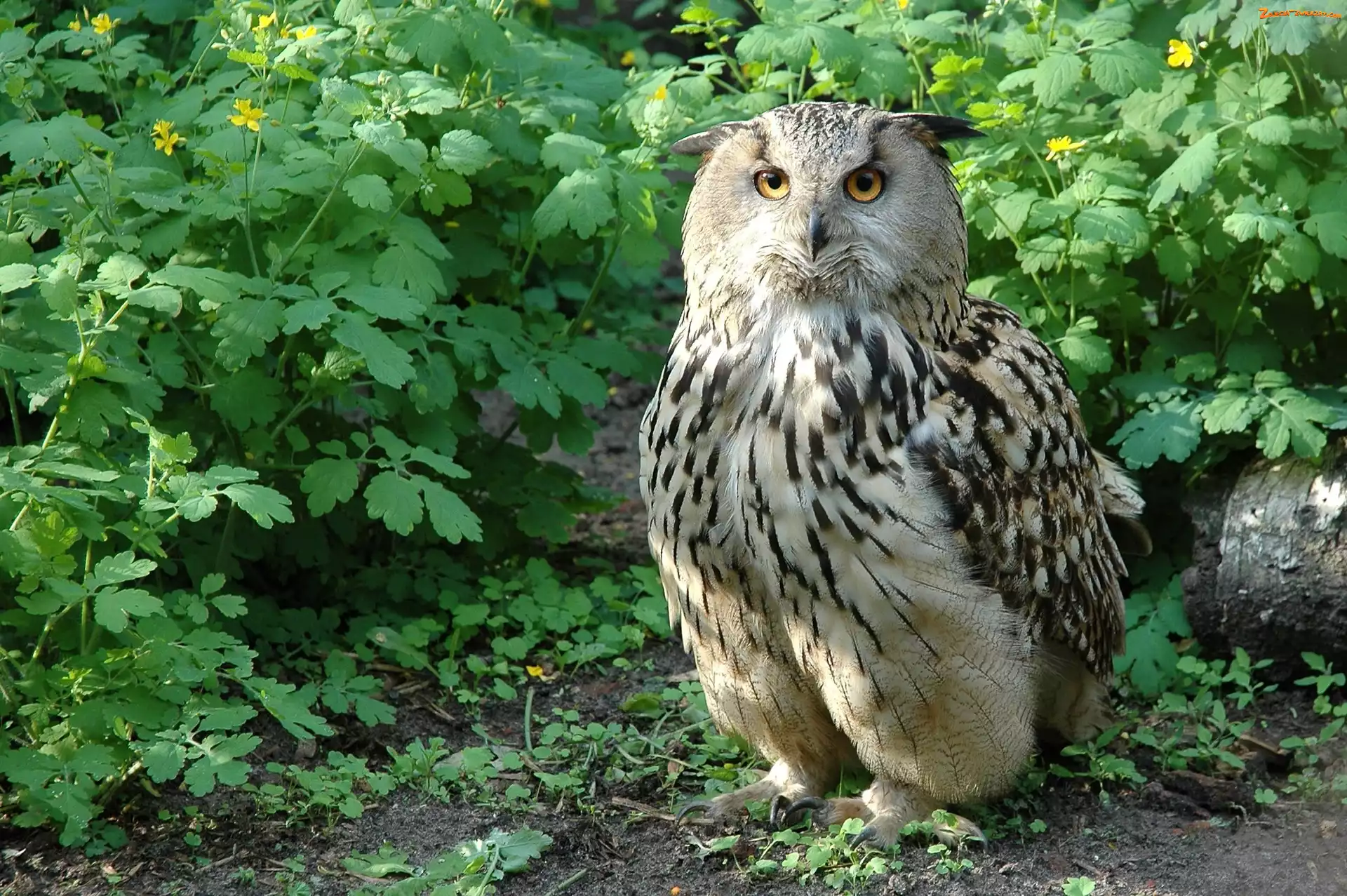 Rośliny, Sowa, Puchacz