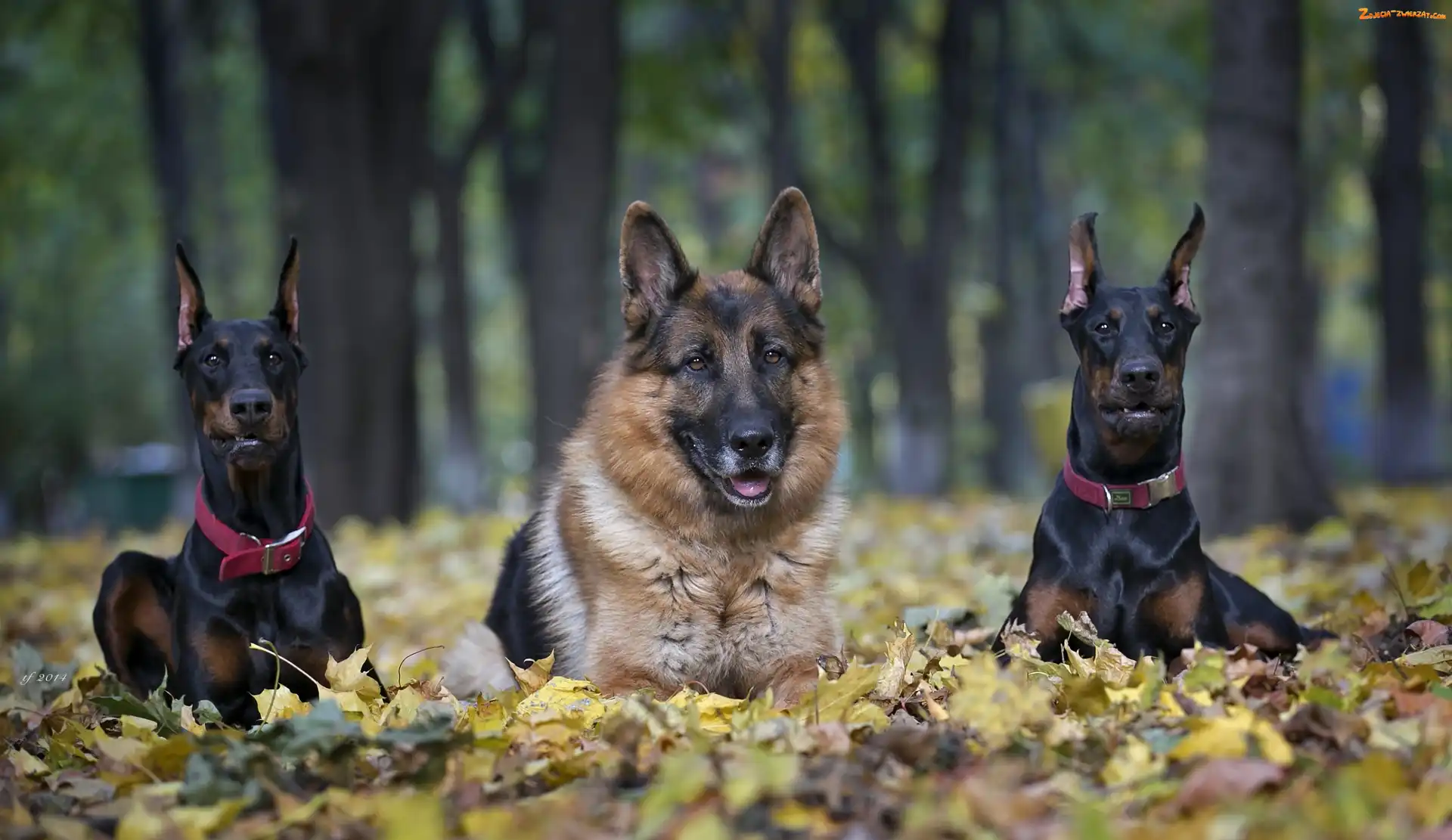 Poranny spacer, Dobermany, Jesień, Liście, Owczarek Niemiecki, Park