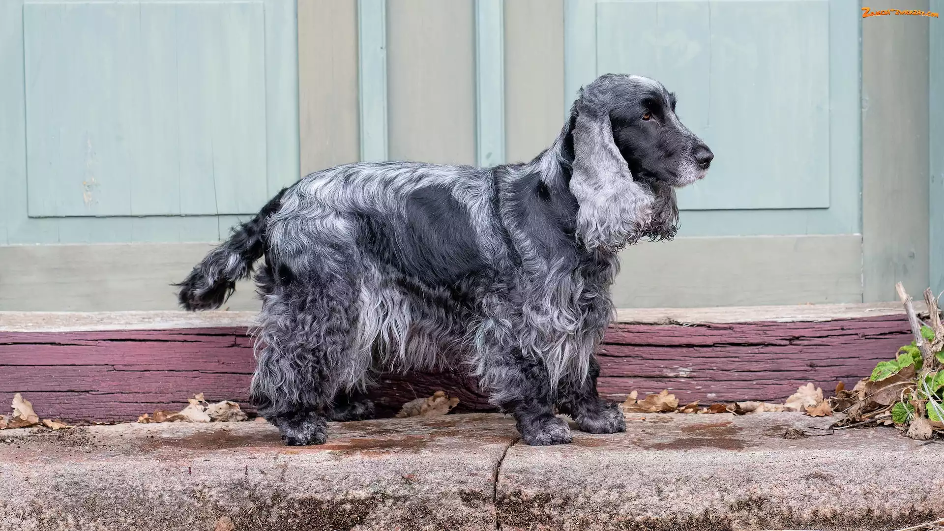 Cocker spaniel angielski, Blue roan, Pies, Maść