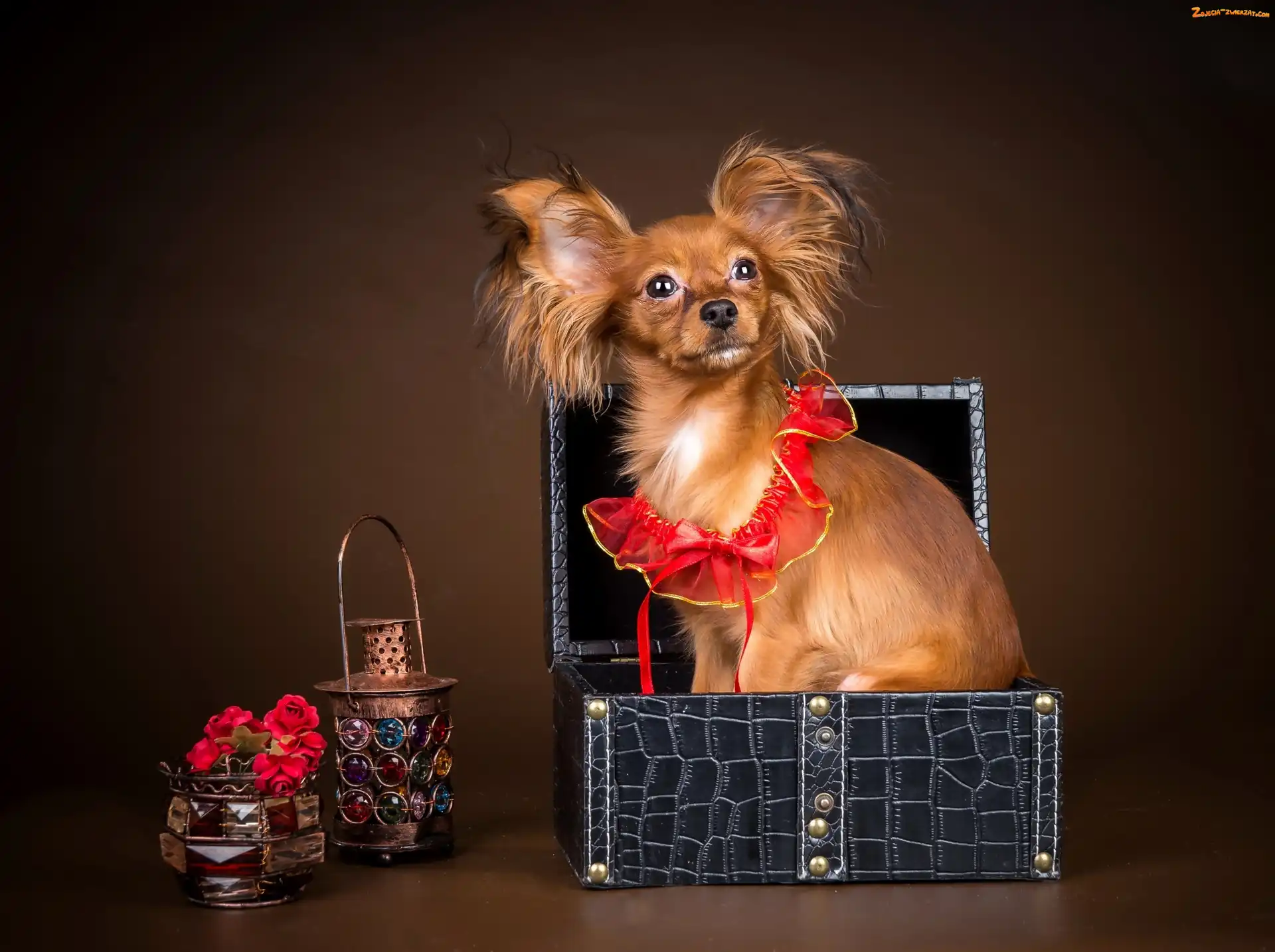 Spaniel kontynentalny miniaturowy Papillon, Rudy, Piesek