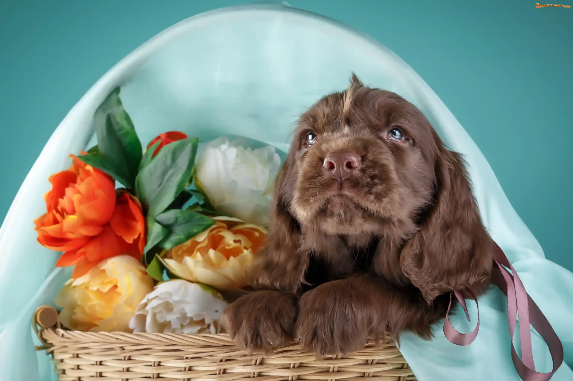 Spaniel, Koszyk, Szczeniak, Kwiaty