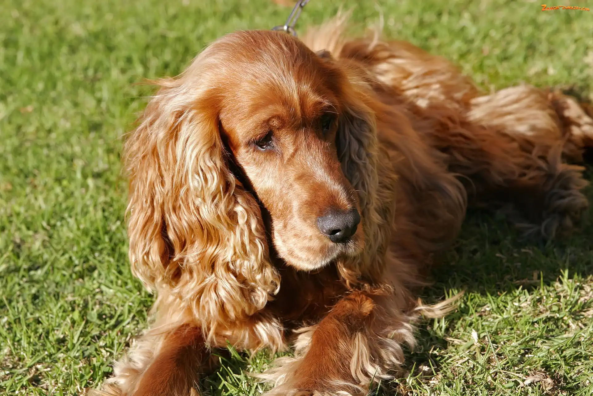 Trawa, Spaniel