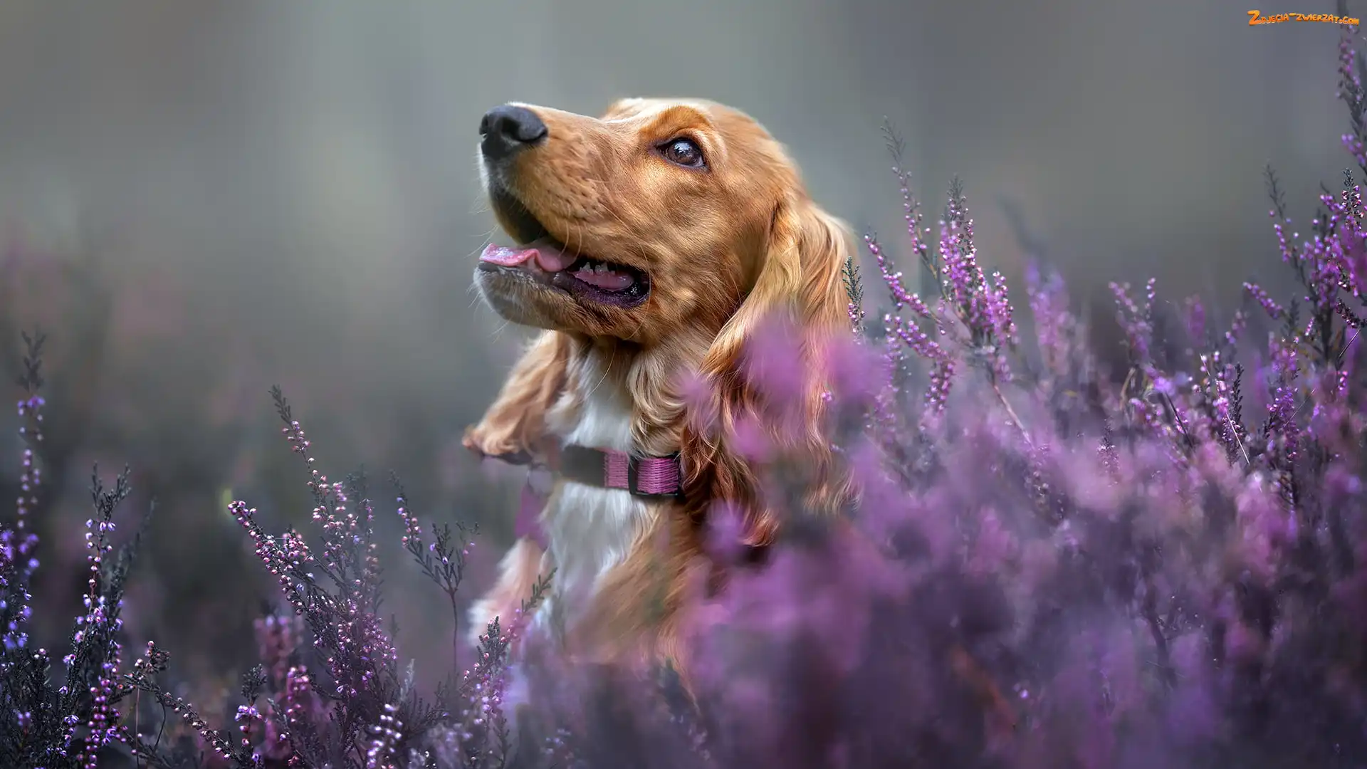 Wrzosy, Pies, Cocker spaniel