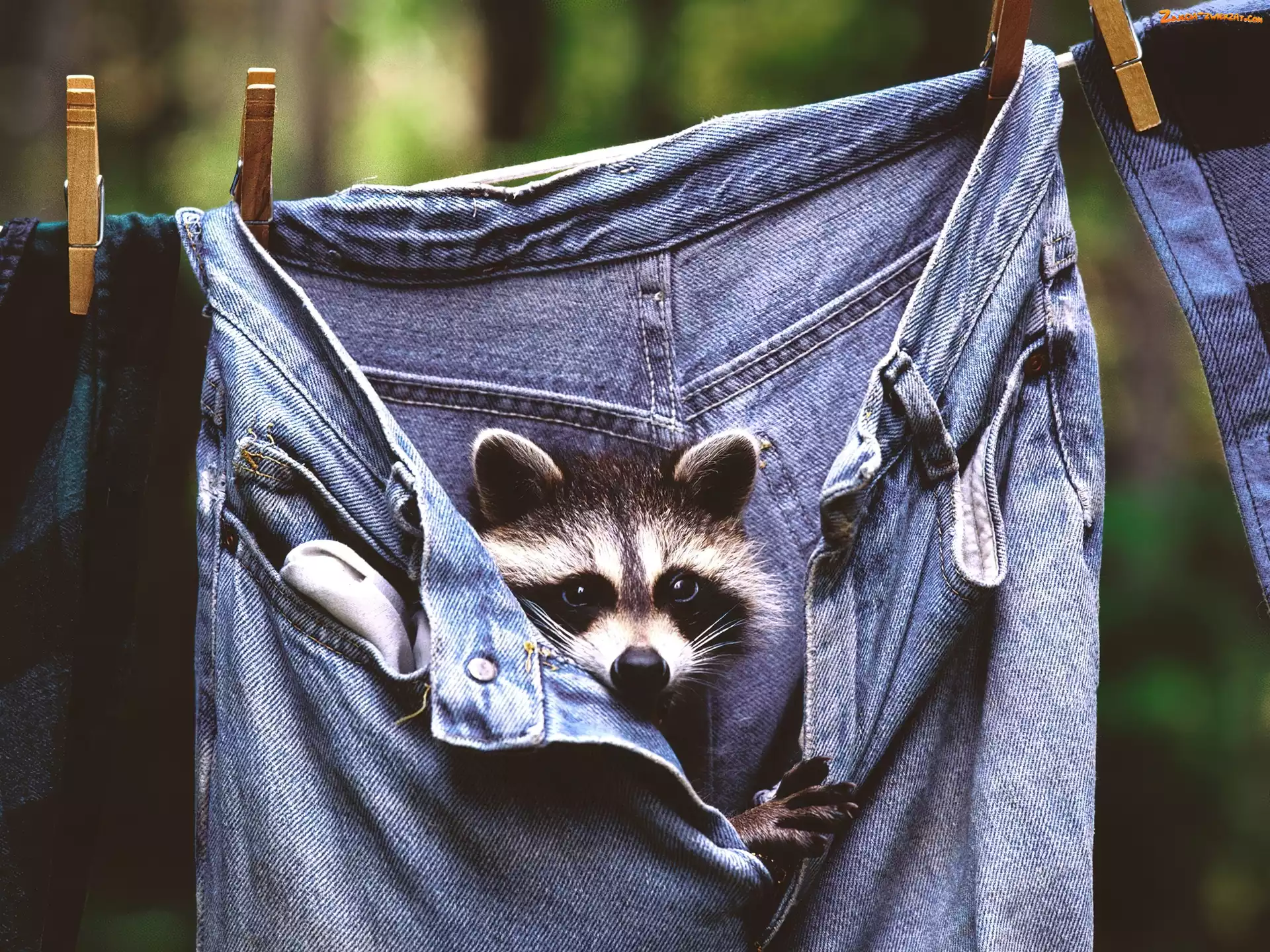 Szop, Spodnie, Klamerki, Jeans
