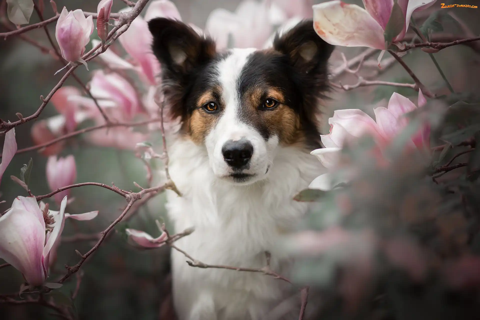 Spojrzenie, Magnolie, Pies, Kwiaty
