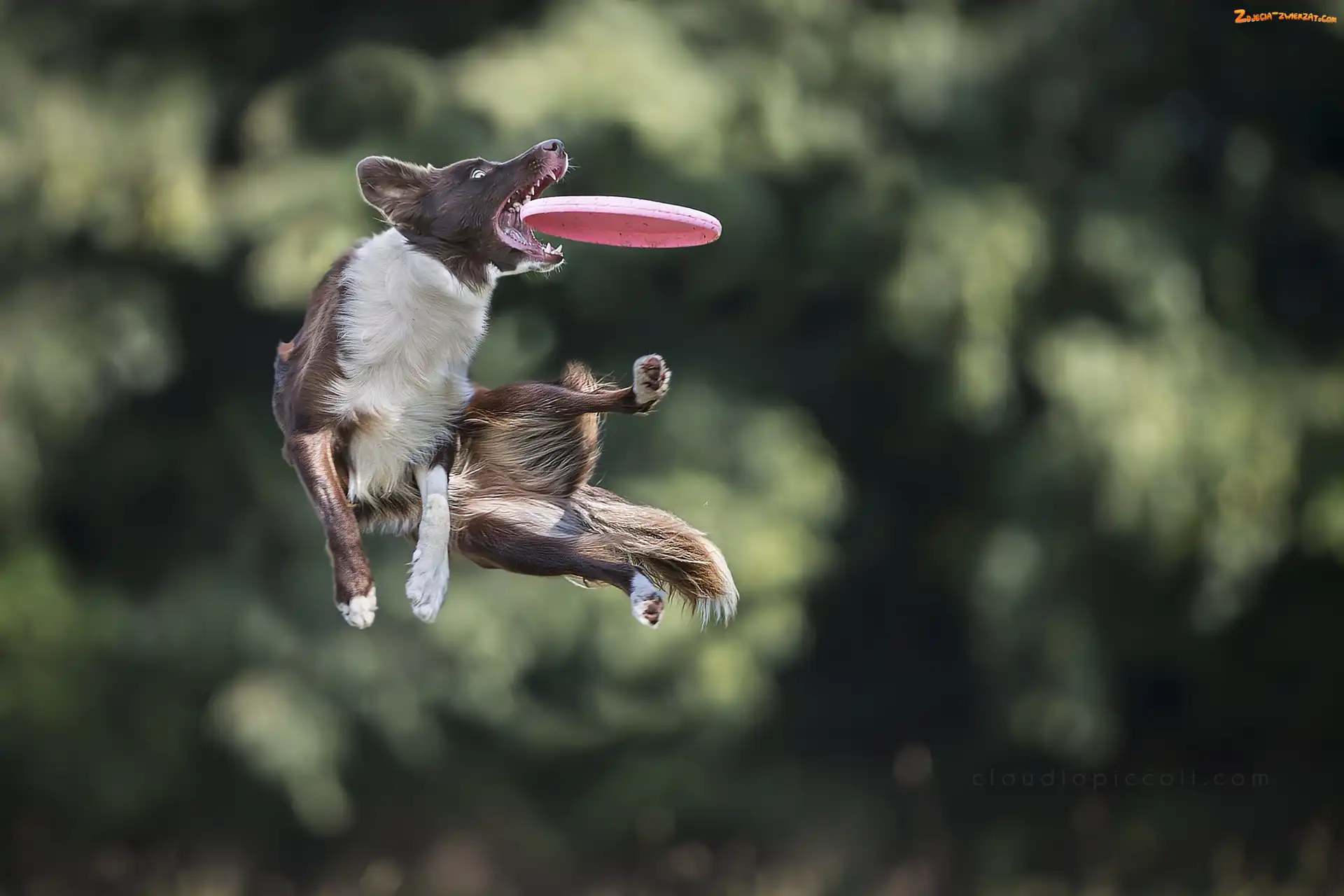 Sportowe, Frisbee, Border Collie, Zawody
