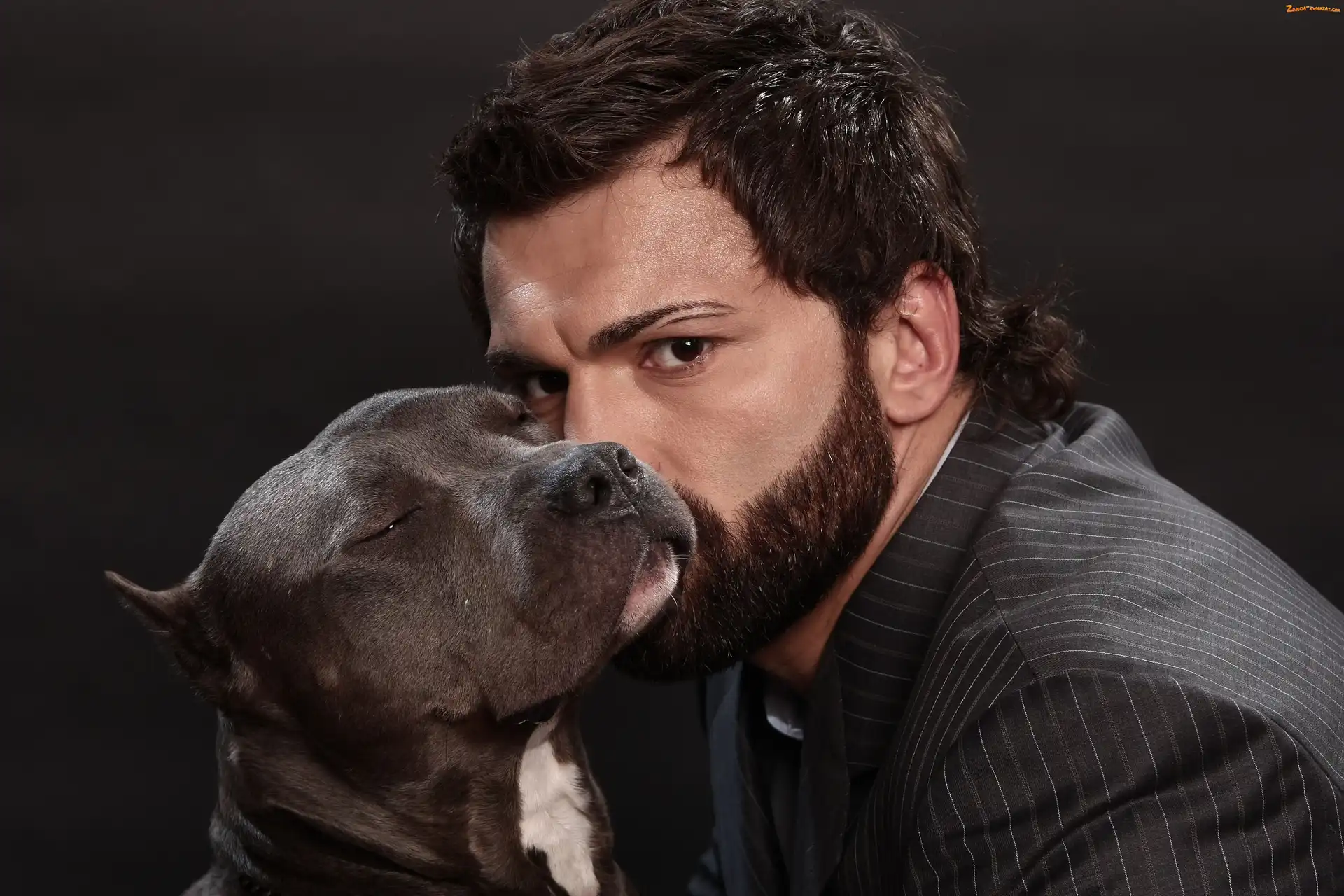 Pit Bull Terrier, Sztuki walki, Sportowiec, Pies, Amerykański pitbulterier, Andrei Arlovski, MMA