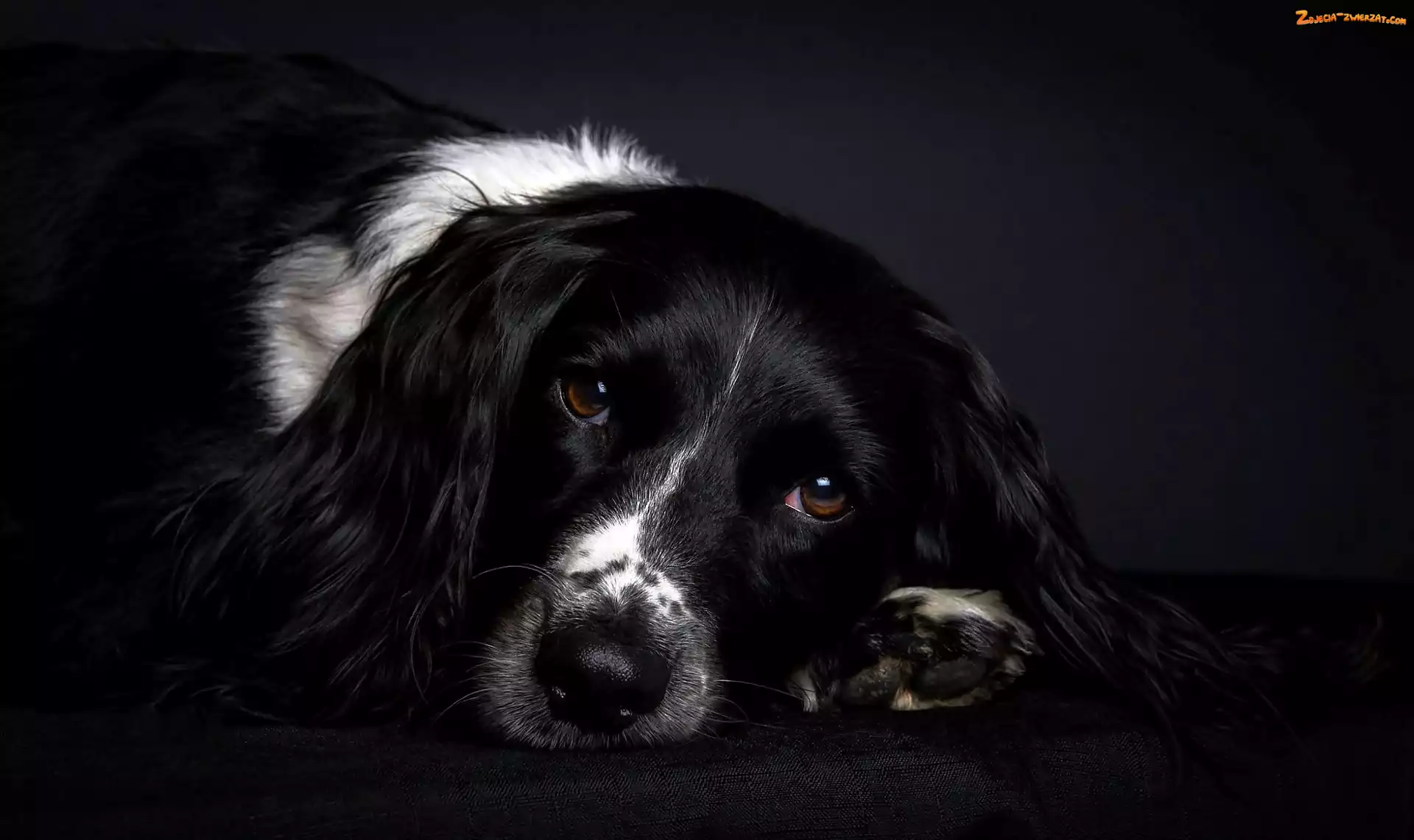 Springer spaniel, Oczy, Angielski, Smutne