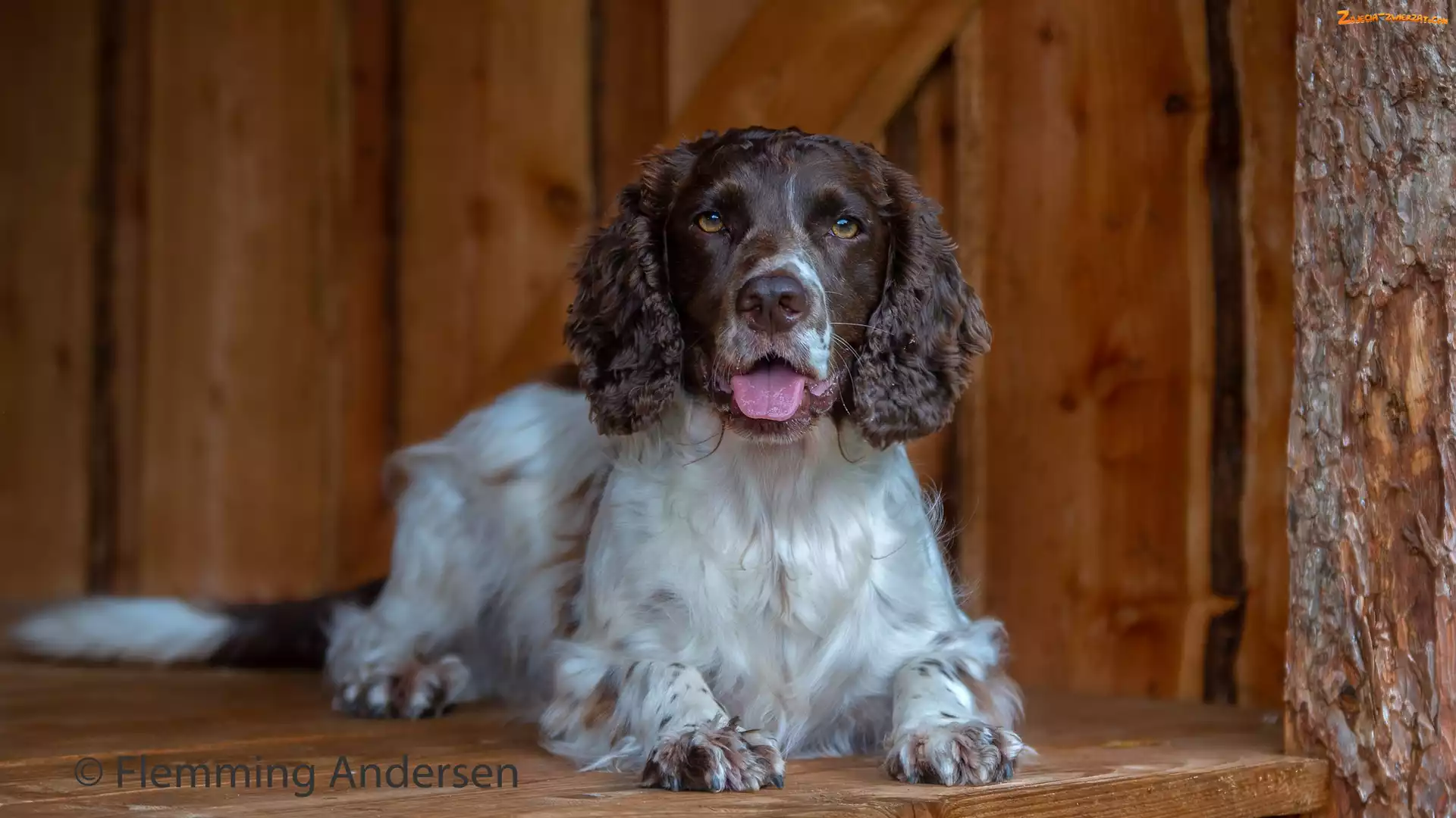 Springer spaniel angielski, Jęzor, Pies, Mordka