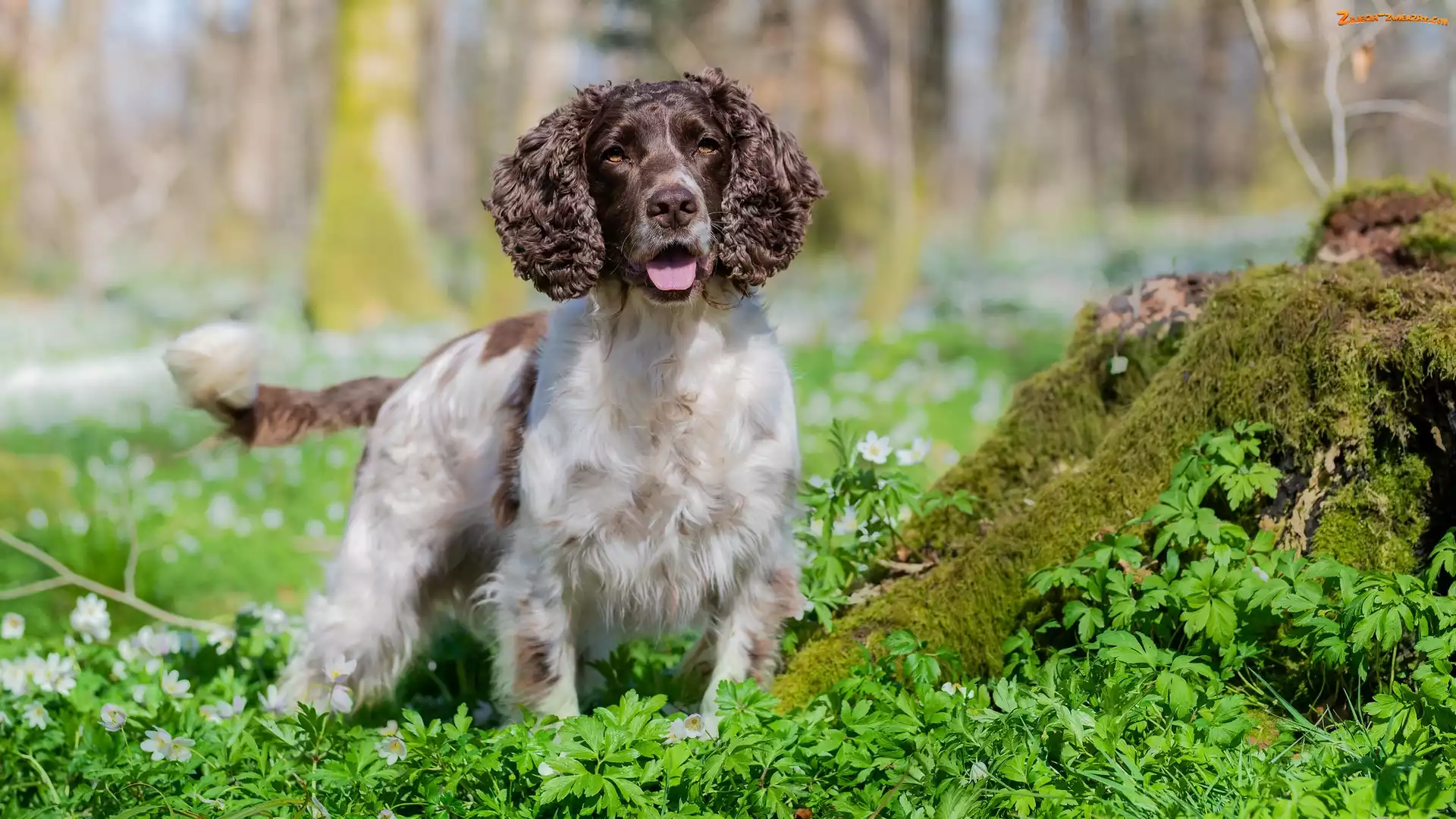 Springer spaniel angielski, Mech, Pies, Trawa