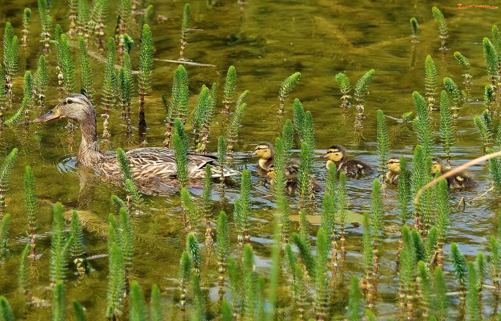 Stadko, Roślinki, Kaczki, Woda