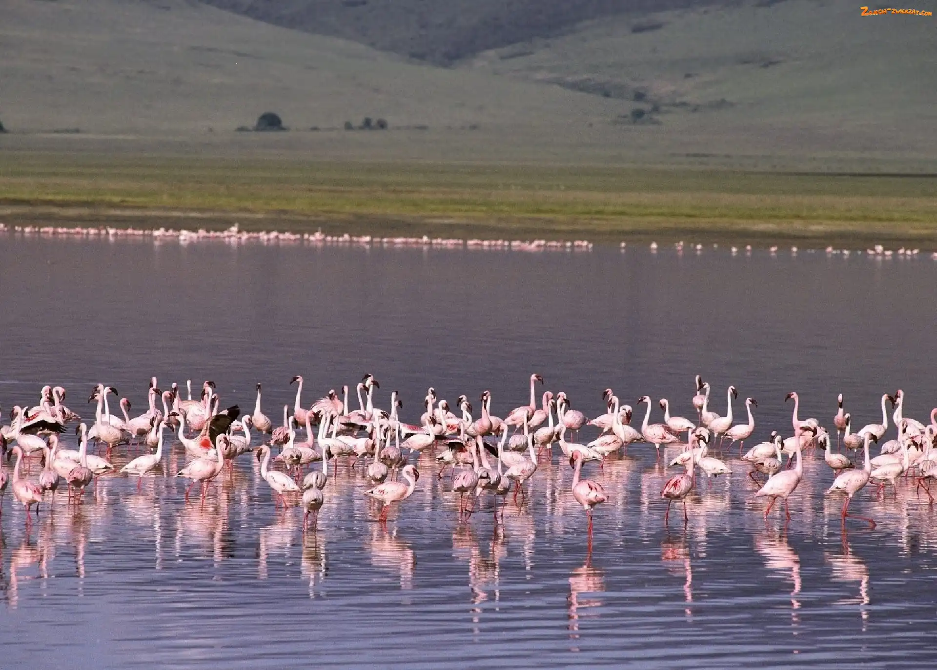 stado, jezioro, Flamingi, woda