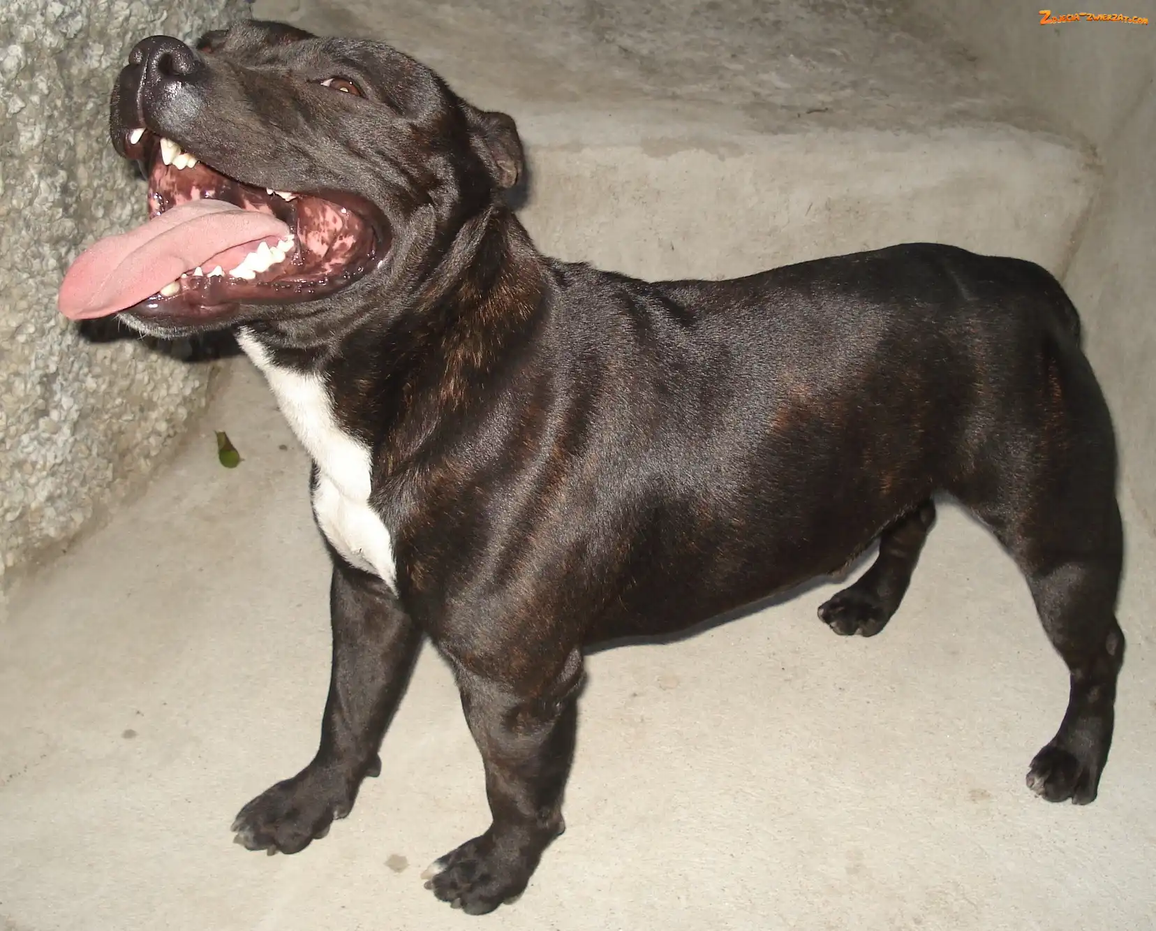 Staffordshire Bull Terrier, umaszczenie, morda, czekoladowe