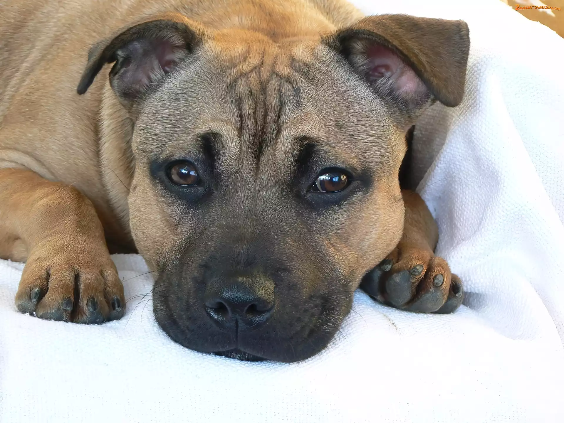 Staffordshire Terrier, Morda