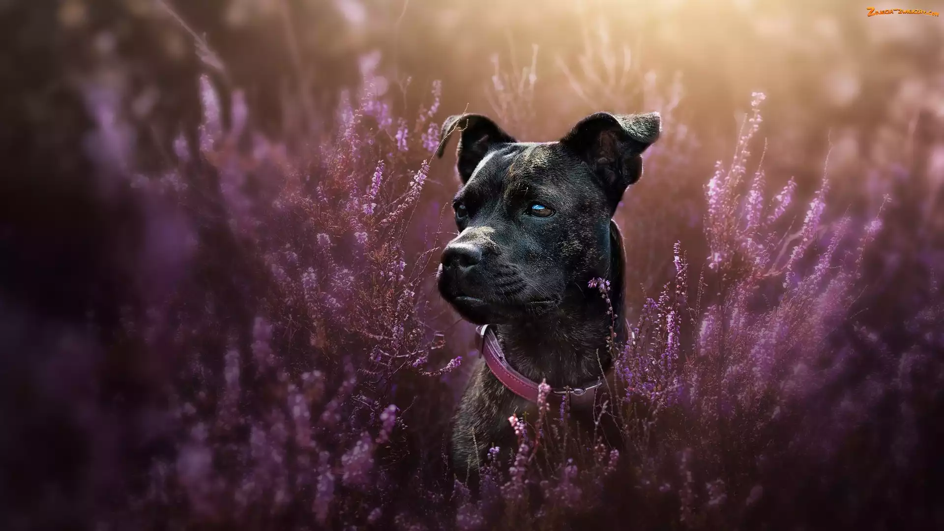 Staffordshire Bull Terrier, Wrzosy, Pies, Mordka