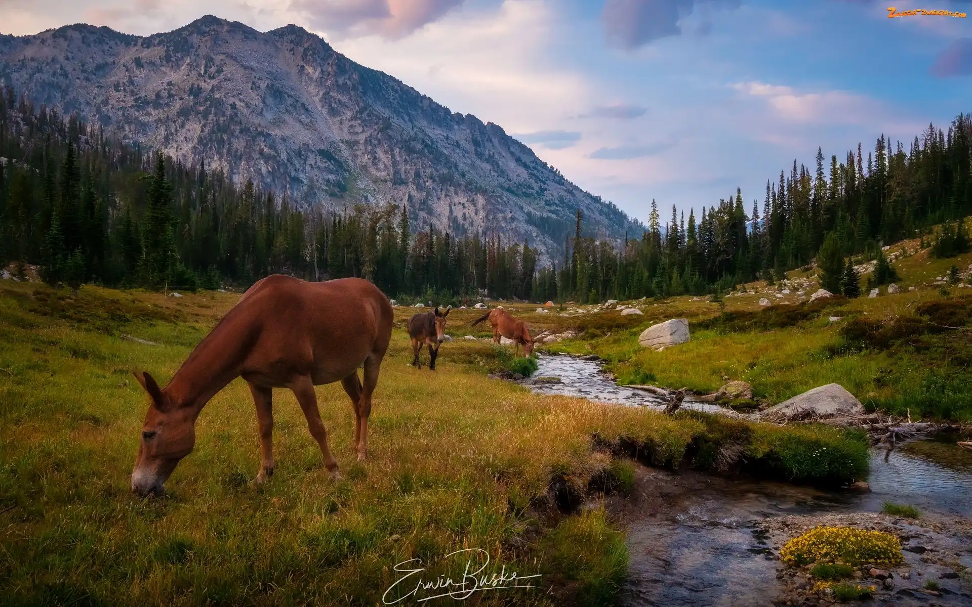 Stany Zjednoczone, Lostine River, Góry, Stan Oregon, Drzewa, Rzeka, Wallowa Mountains, Konie