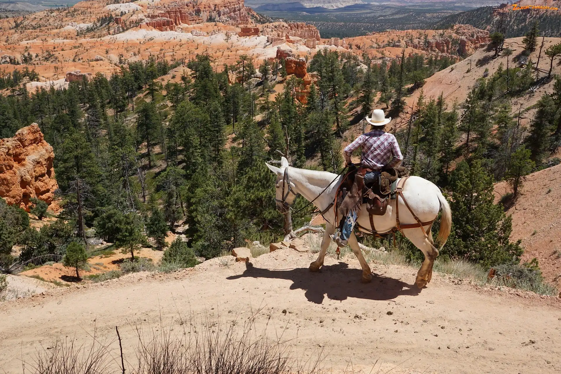 Kanion, Koń, Stany Zjednoczone, Stan Utah, Kowboj, Park Narodowy Bryce Canyon
